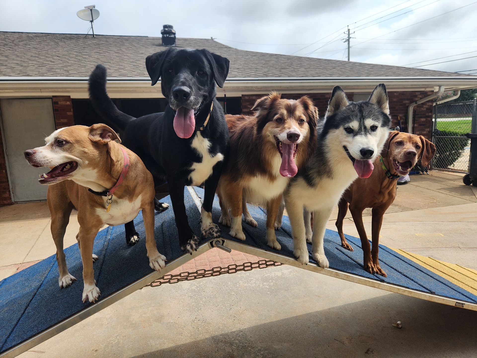 Five dogs standing on a ramp outdoors, panting and facing the camera