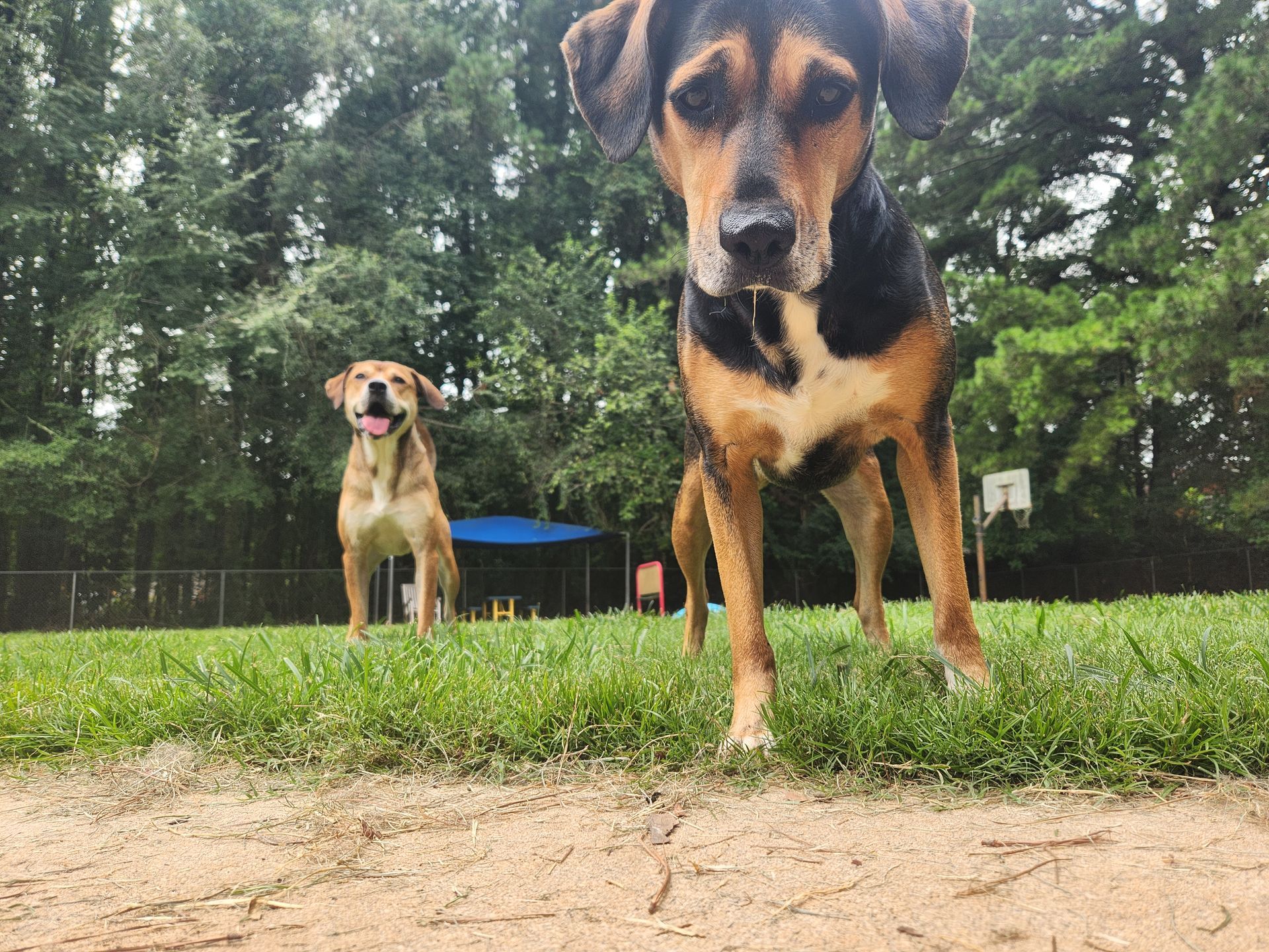 Two dogs on a grassy yard, one close-up black-and-tan dog and one tan dog in the background