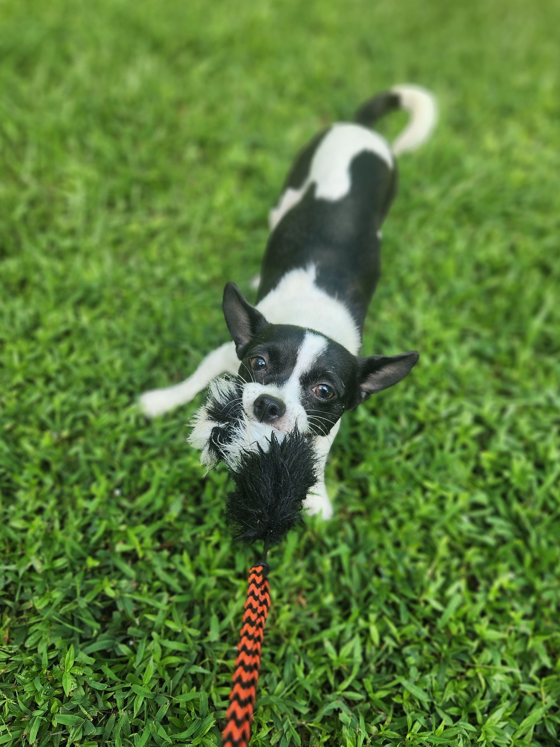 Black-and-white dog tugging on a red leash in bright green grass