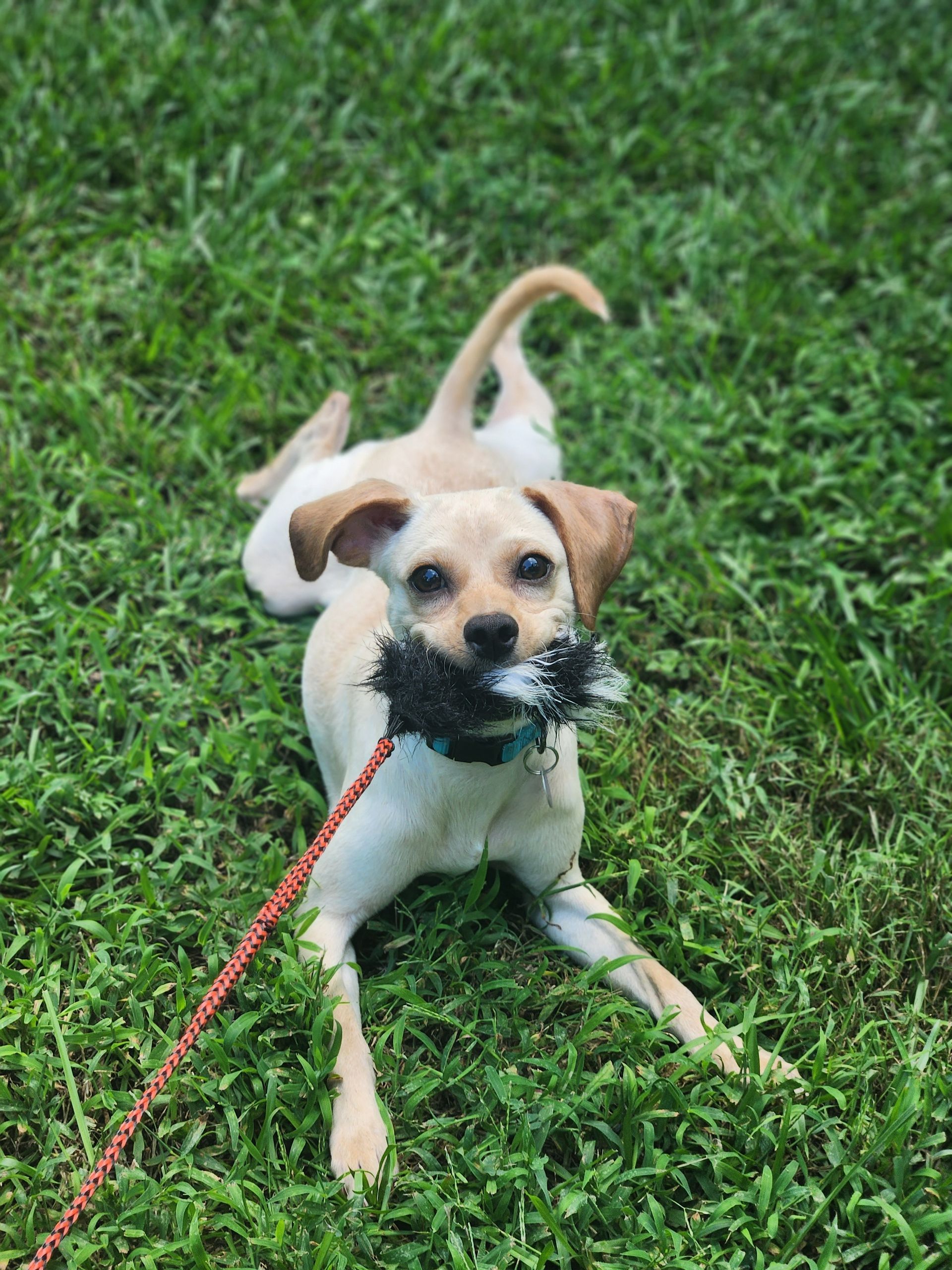 Small tan-and-white dog on green grass, holding a red leash and looking at the camera
