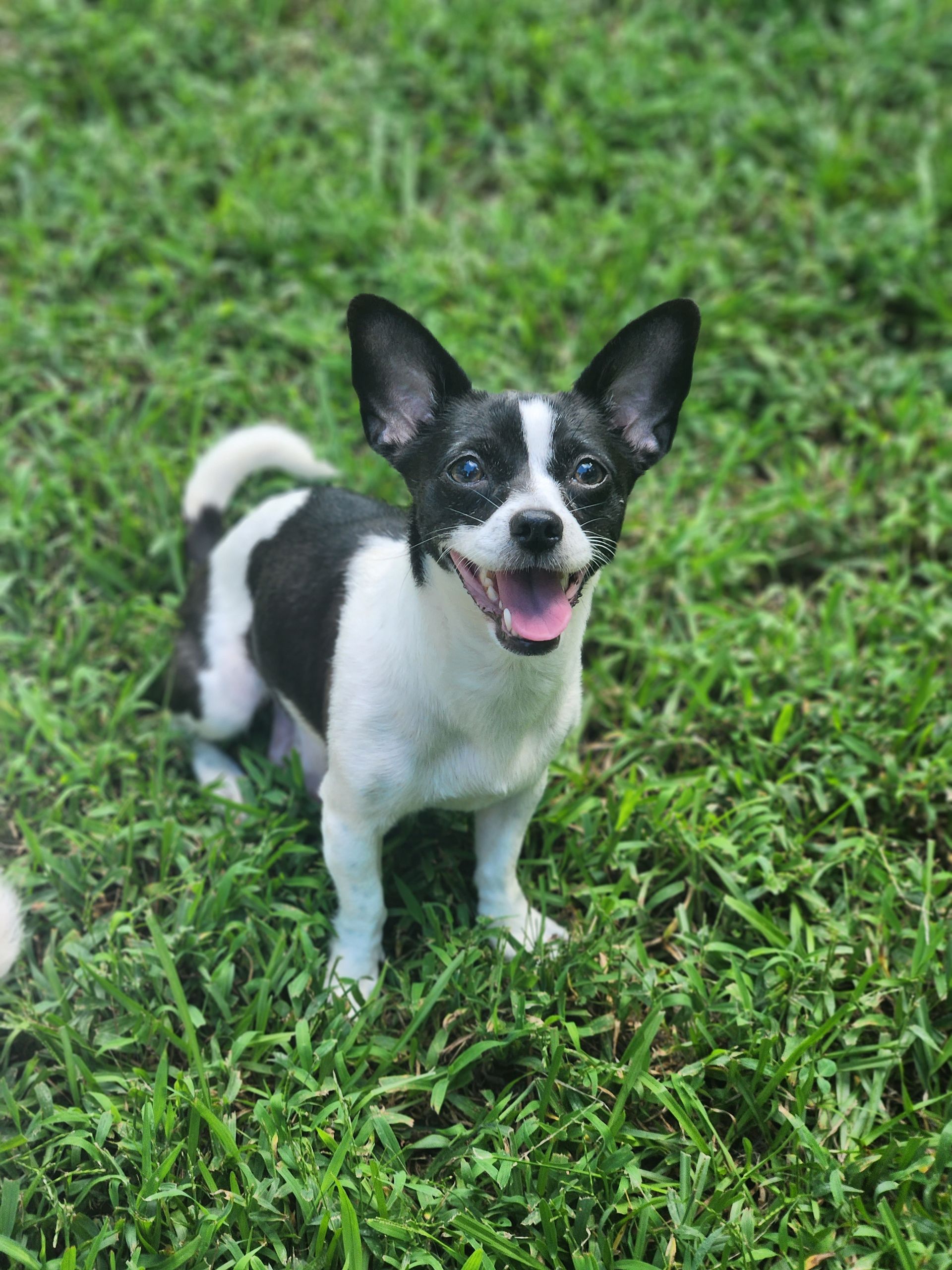 Small black-and-white dog standing on grass with mouth open and ears perked up