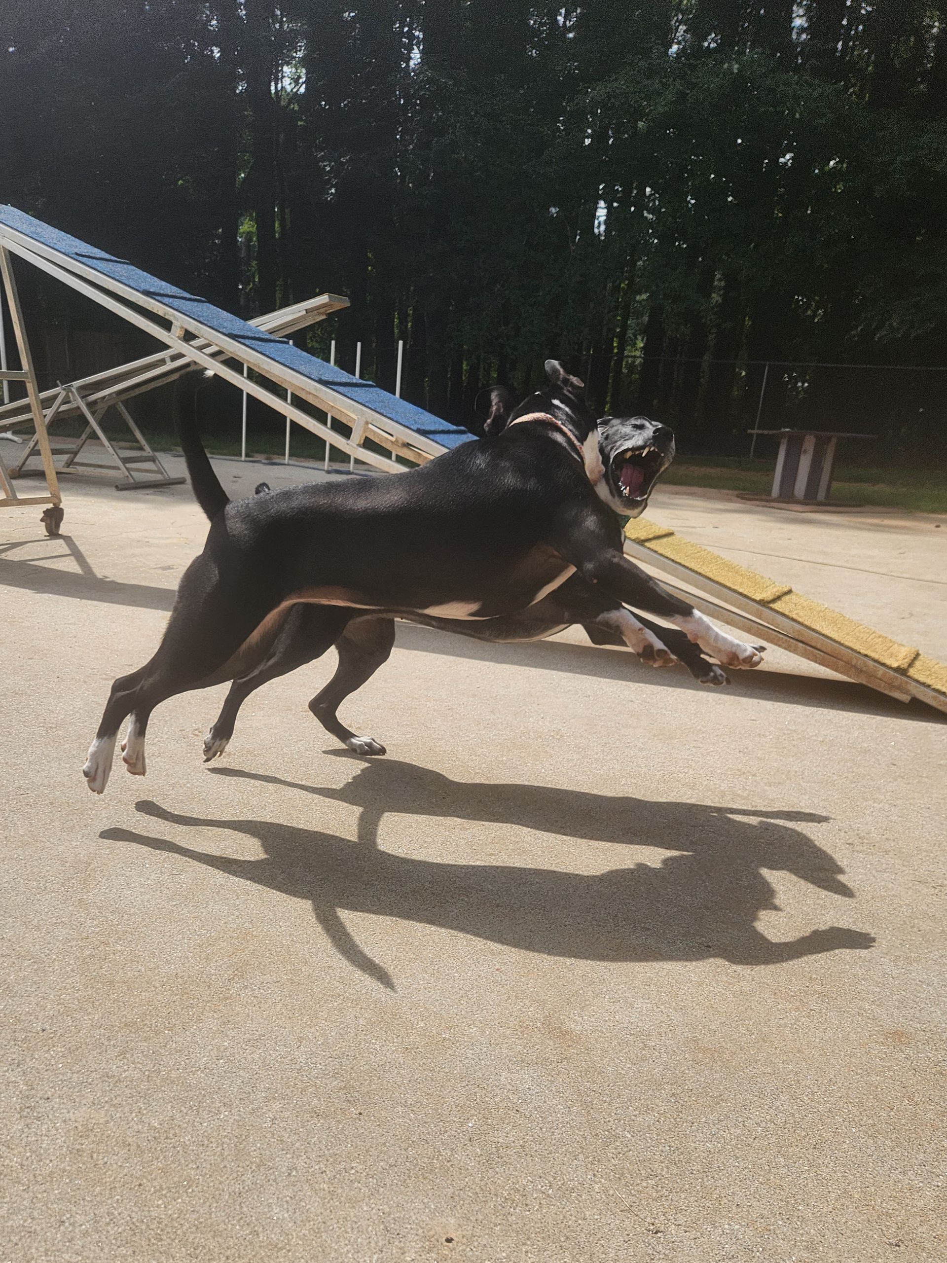 Black dog jumping over a seesaw on a sunny playground, carrying a stick