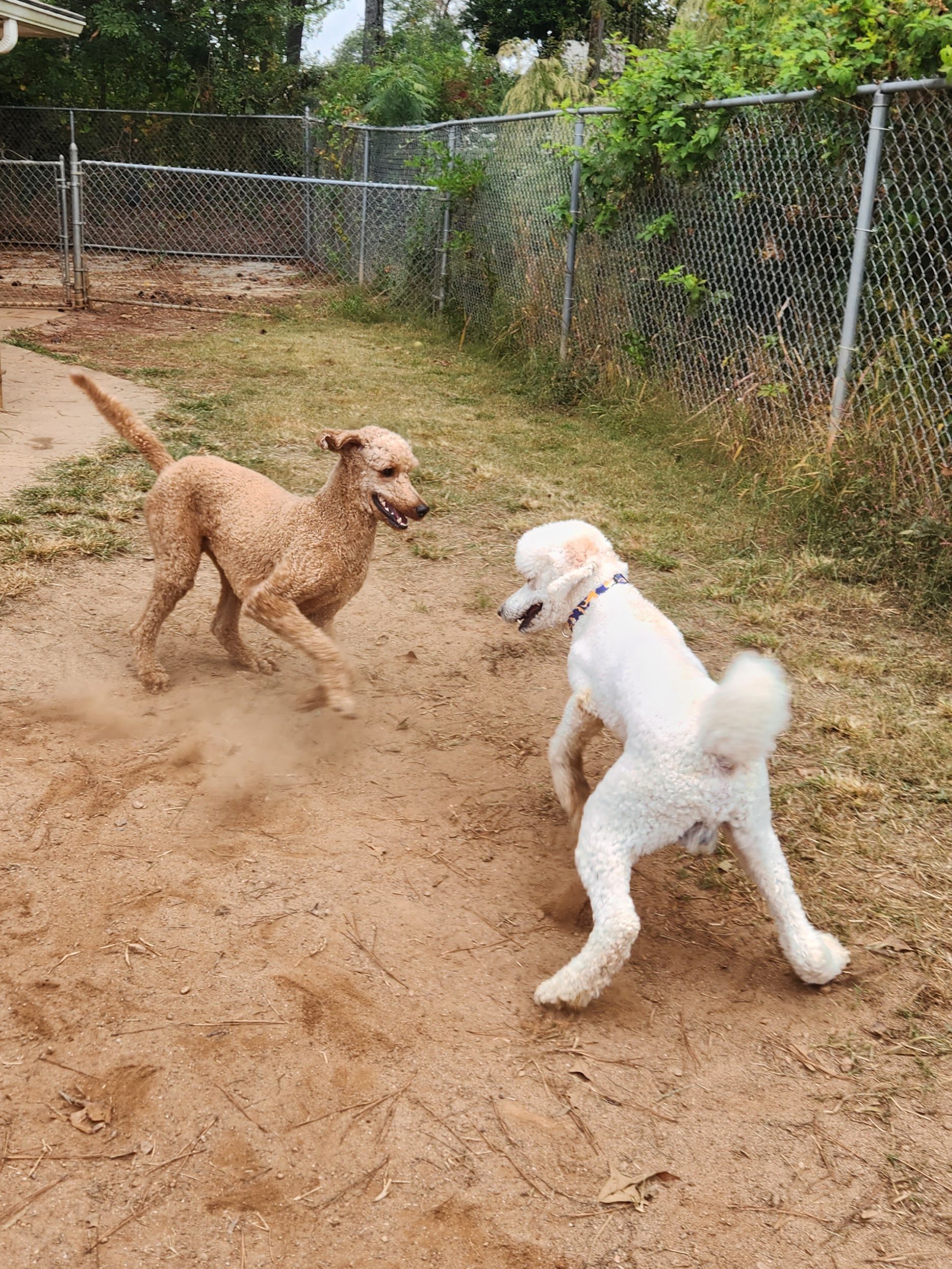 Two dogs, one tan and one white, play face-to-face on a dirt path near a chain-link fence