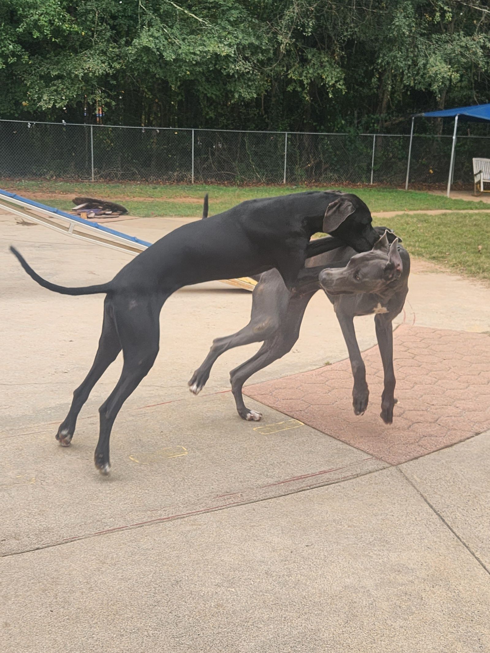 Two black dogs playing, one jumping onto the other on a concrete path outdoors