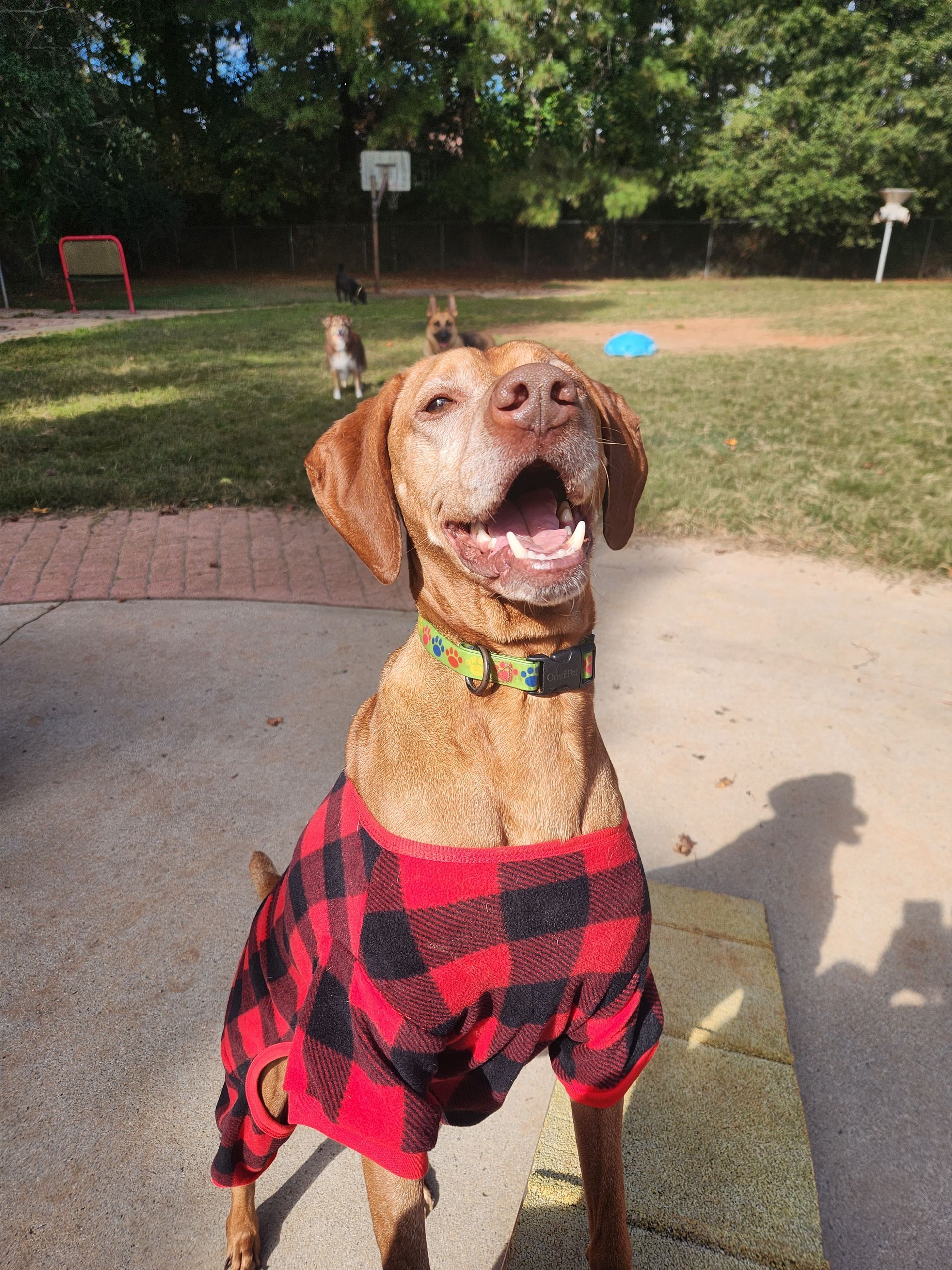 Brown dog in a red plaid sweater smiling outdoors on a sunny patio