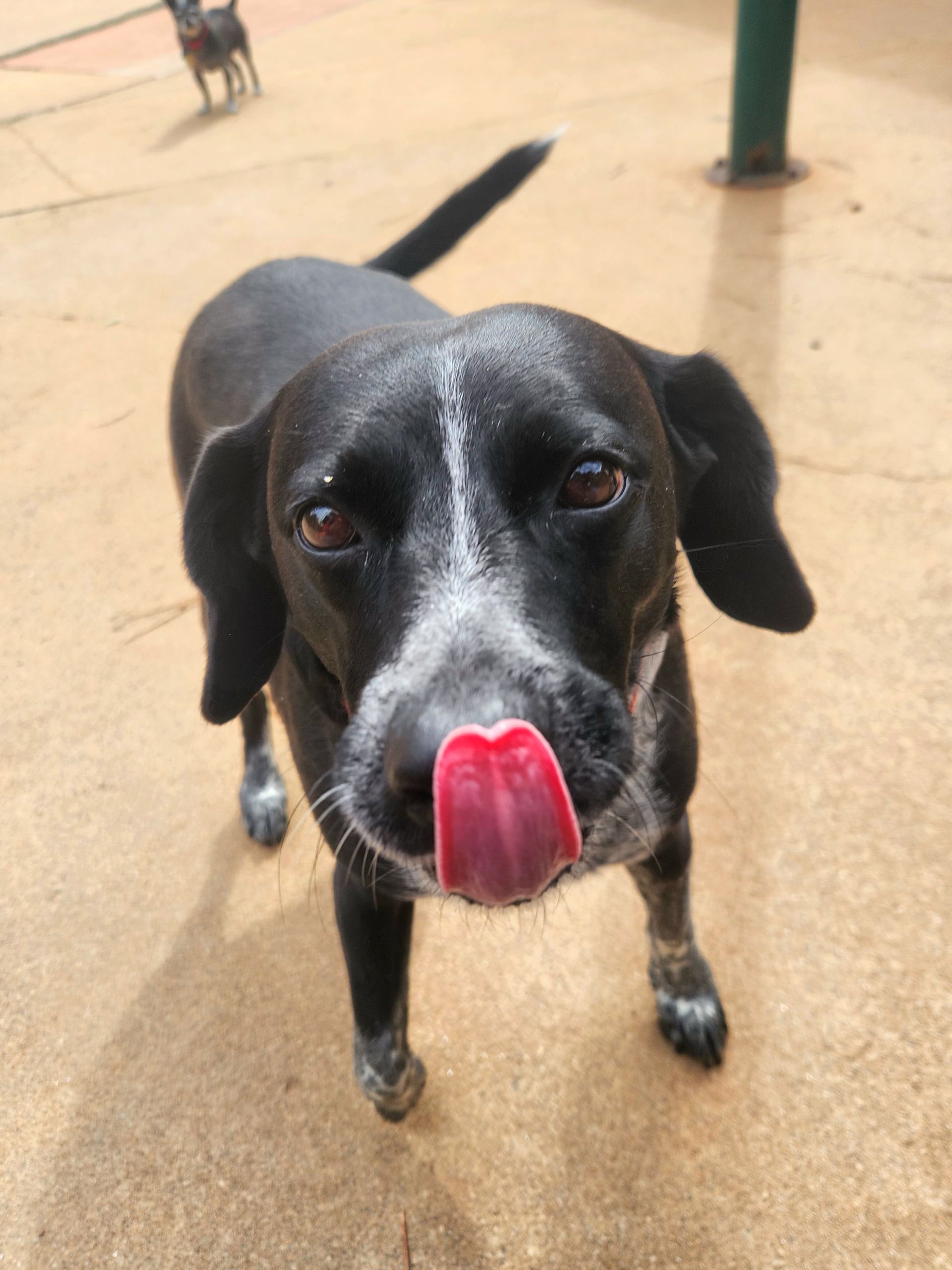 Black dog licking its nose on a wet tan floor outdoors