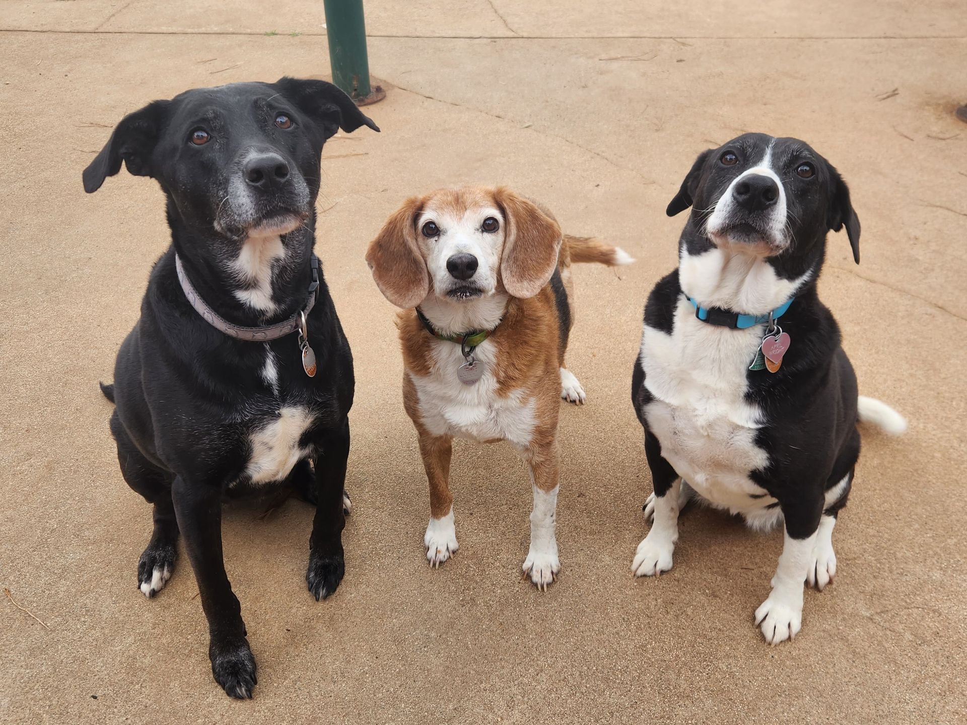 Three dogs sitting on a patio, two black dogs flanking a brown-and-white beagle