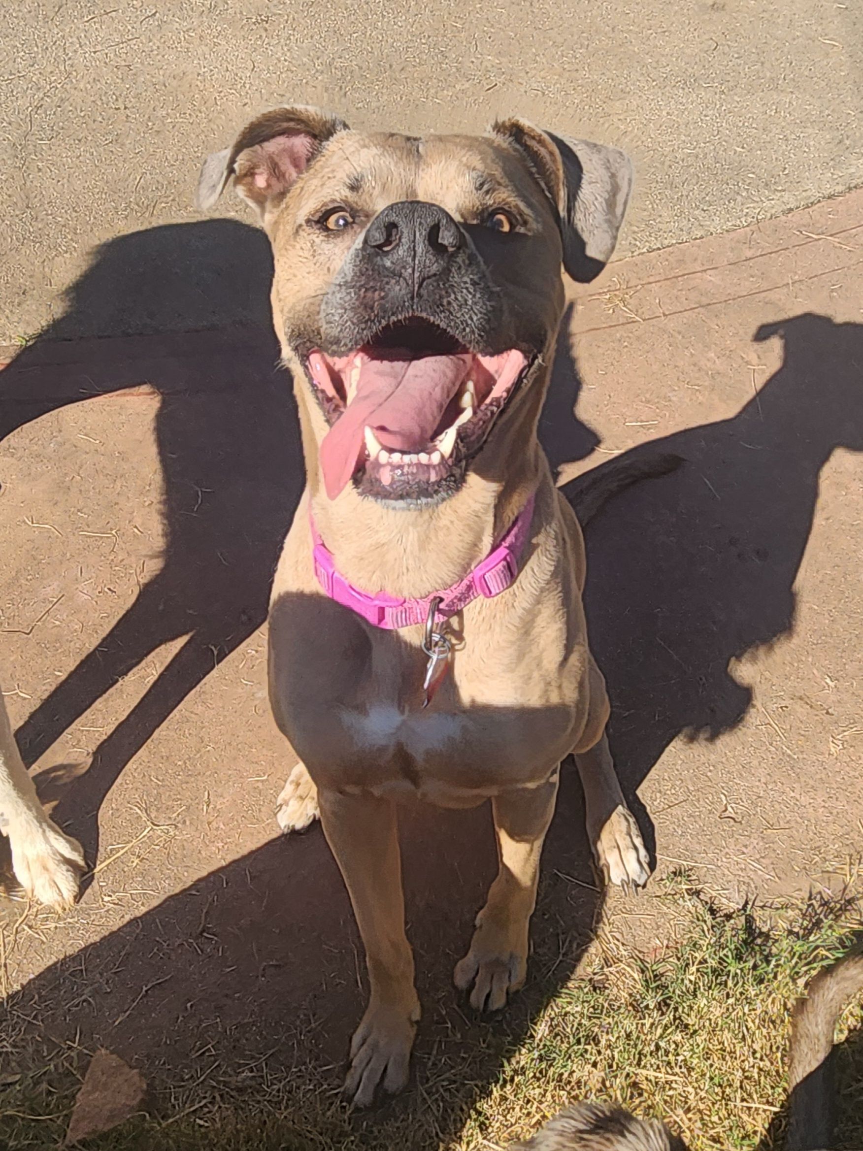 Tan dog with a pink harness sitting on a sunny sidewalk, mouth open and panting happily