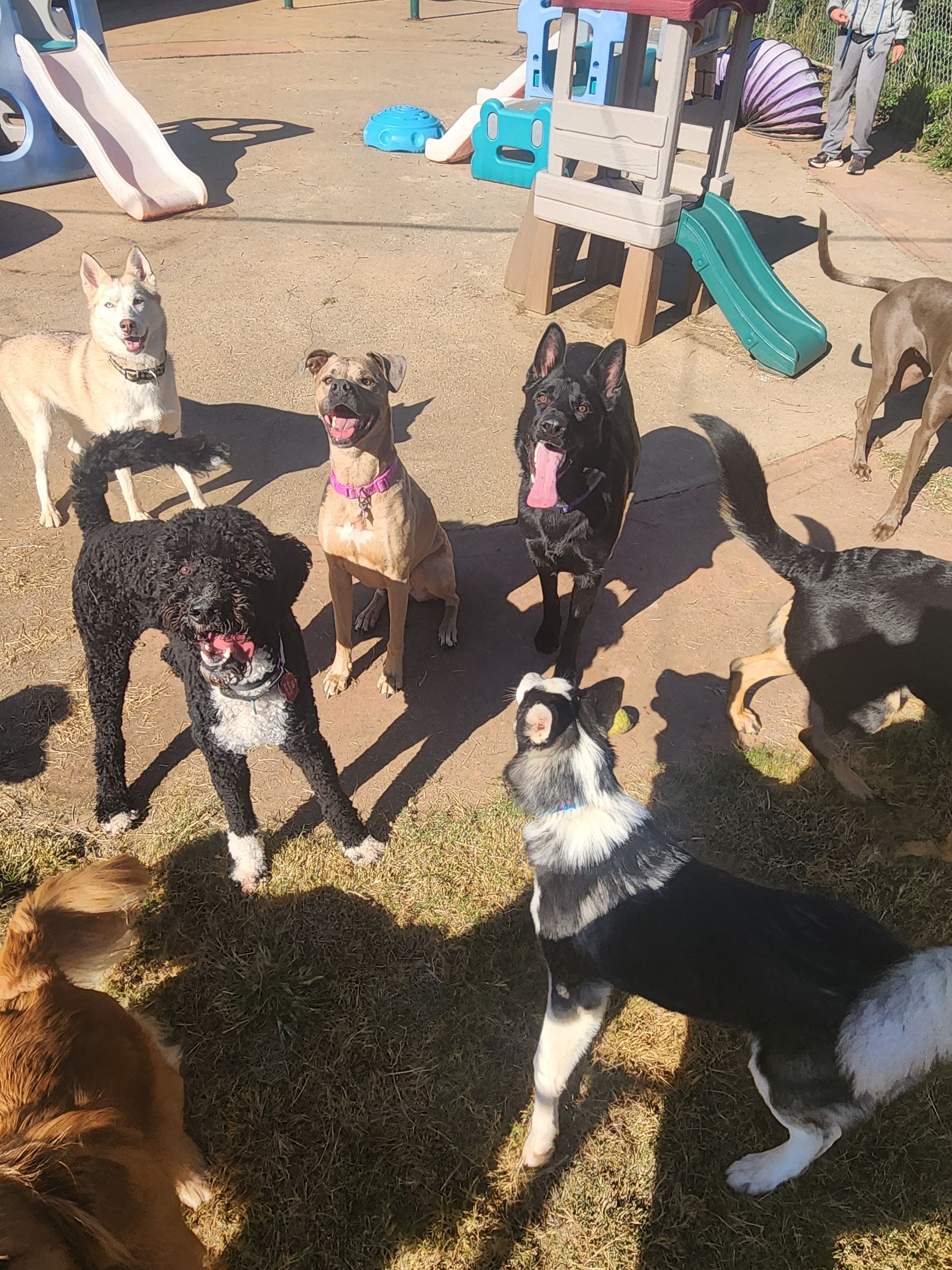 Several dogs gathered on grass at a dog park near playground equipment, some wearing harnesses