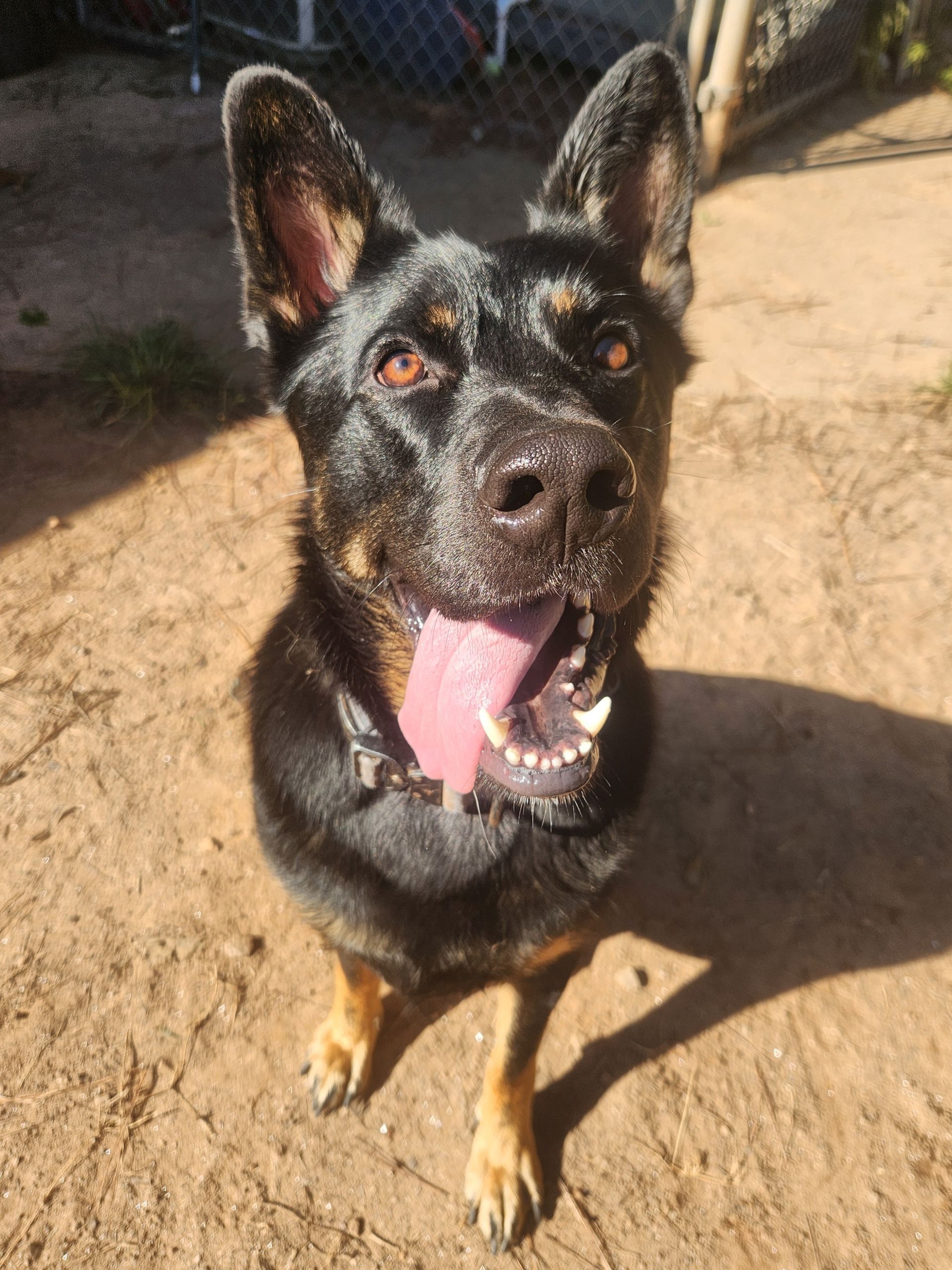 Black-and-tan dog with mouth open, sitting on dirt in bright sunlight, looking up at the camera