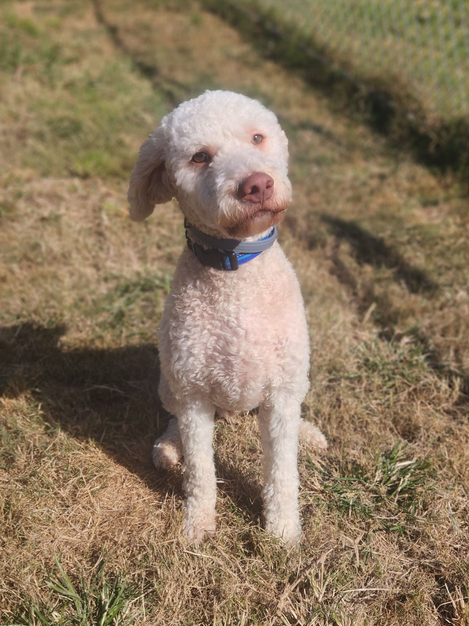 White poodle sitting on dry grass, wearing a blue collar, looking at the camera