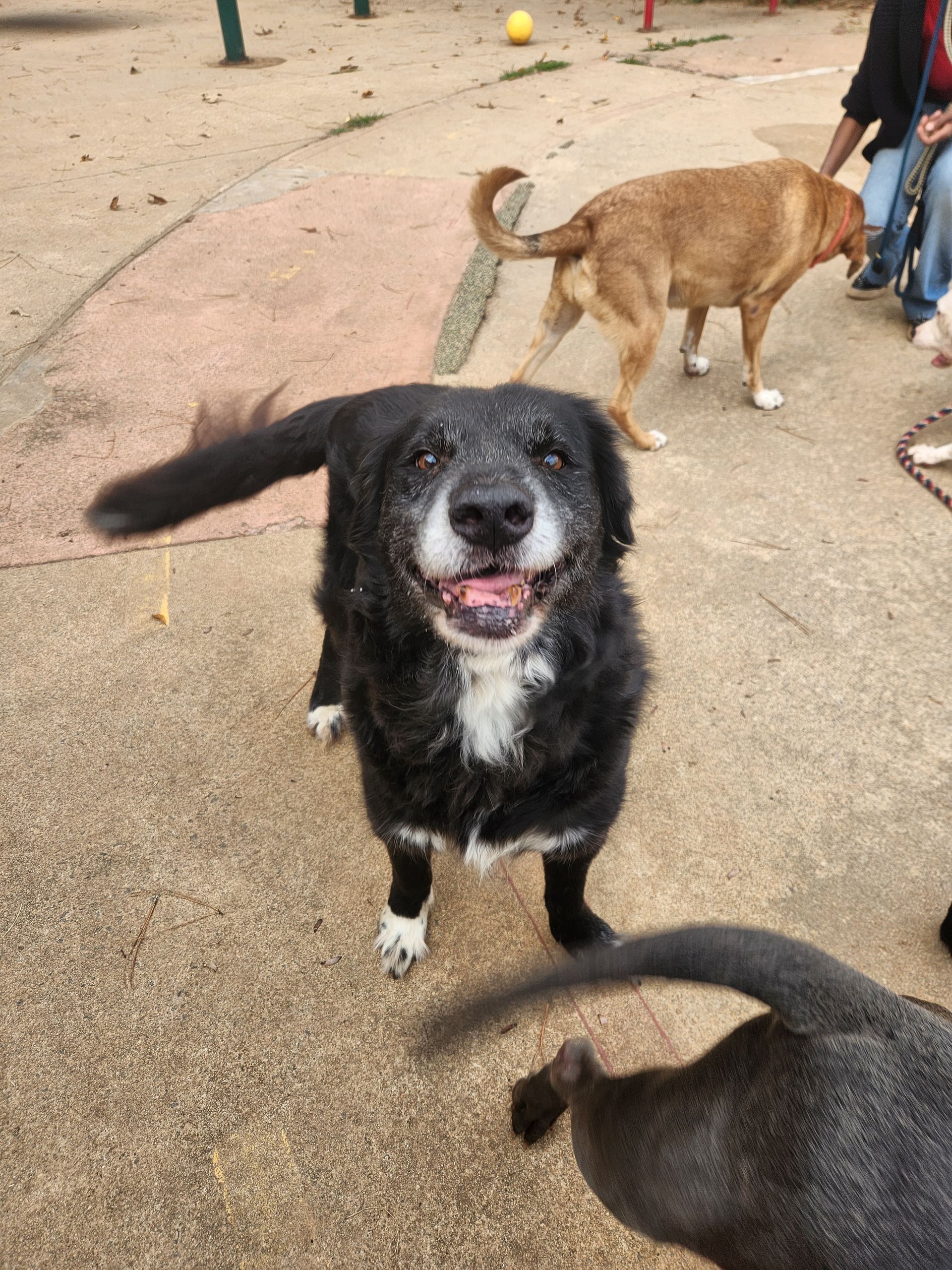 Black-and-white dog looking up on a paved path with other dogs nearby