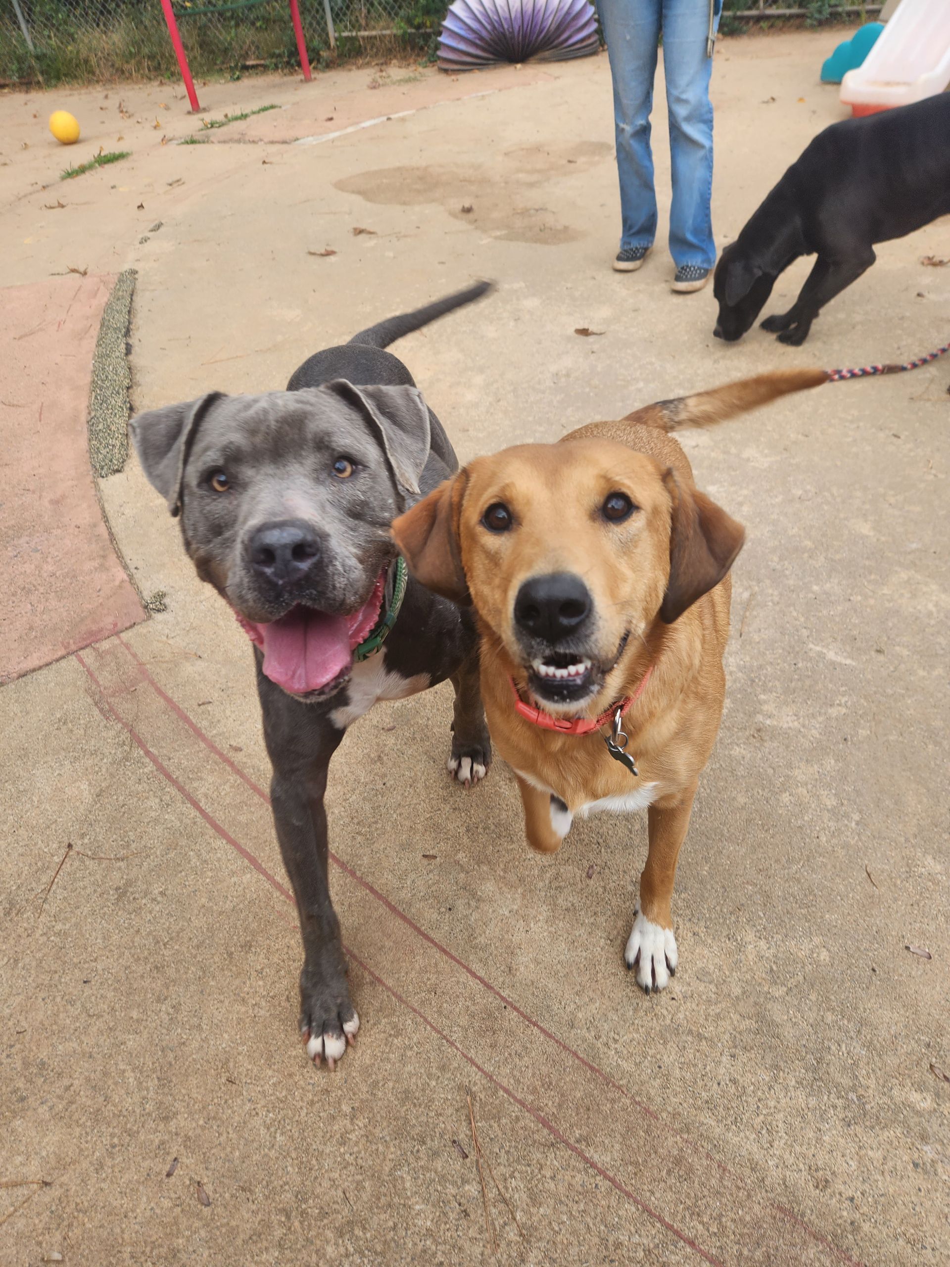 Two happy dogs, gray and tan, standing on a sidewalk with tongues out