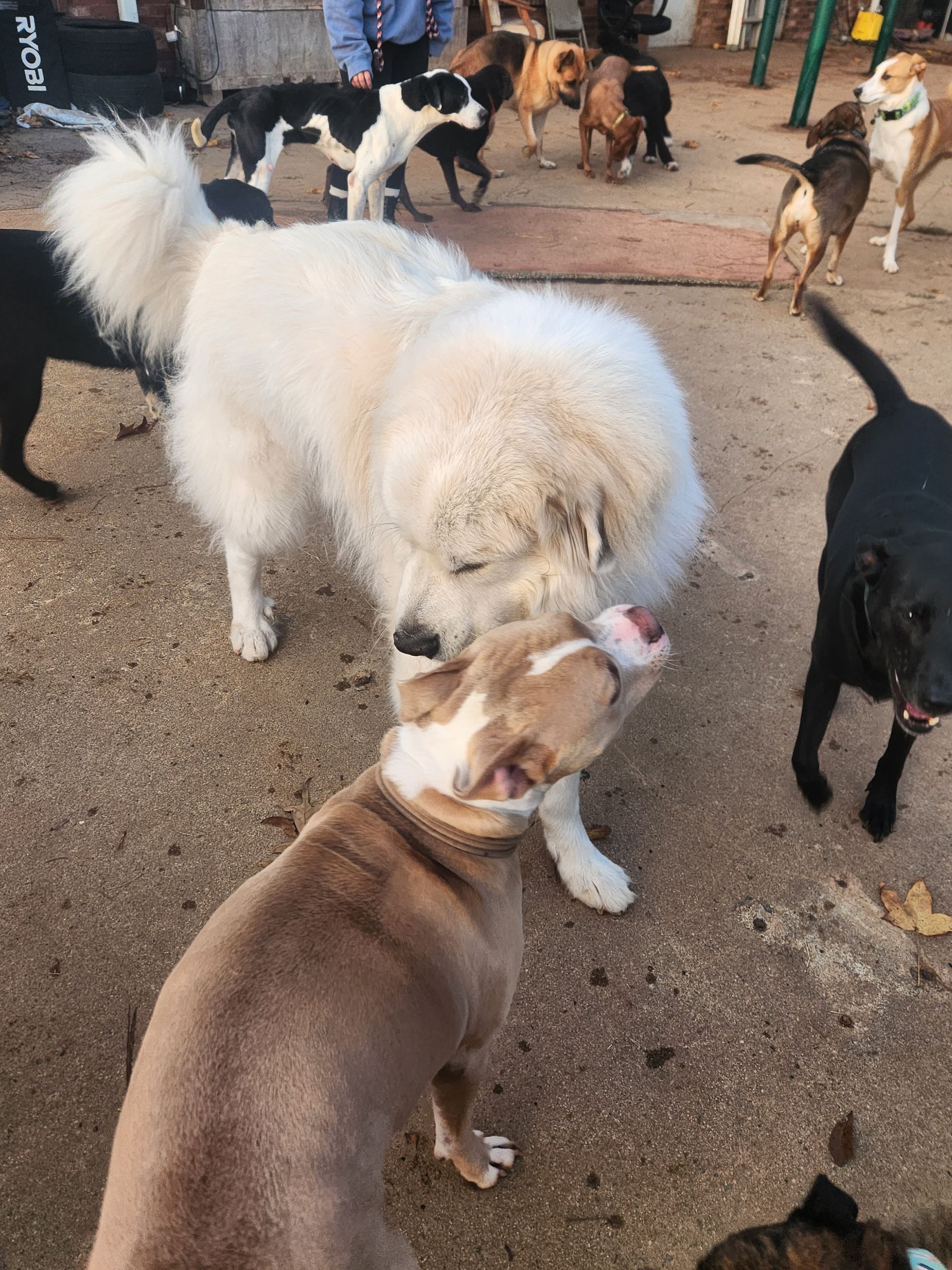 Several dogs gathering on a dirt surface, with a fluffy white dog sniffing a brown-and-white dog in front