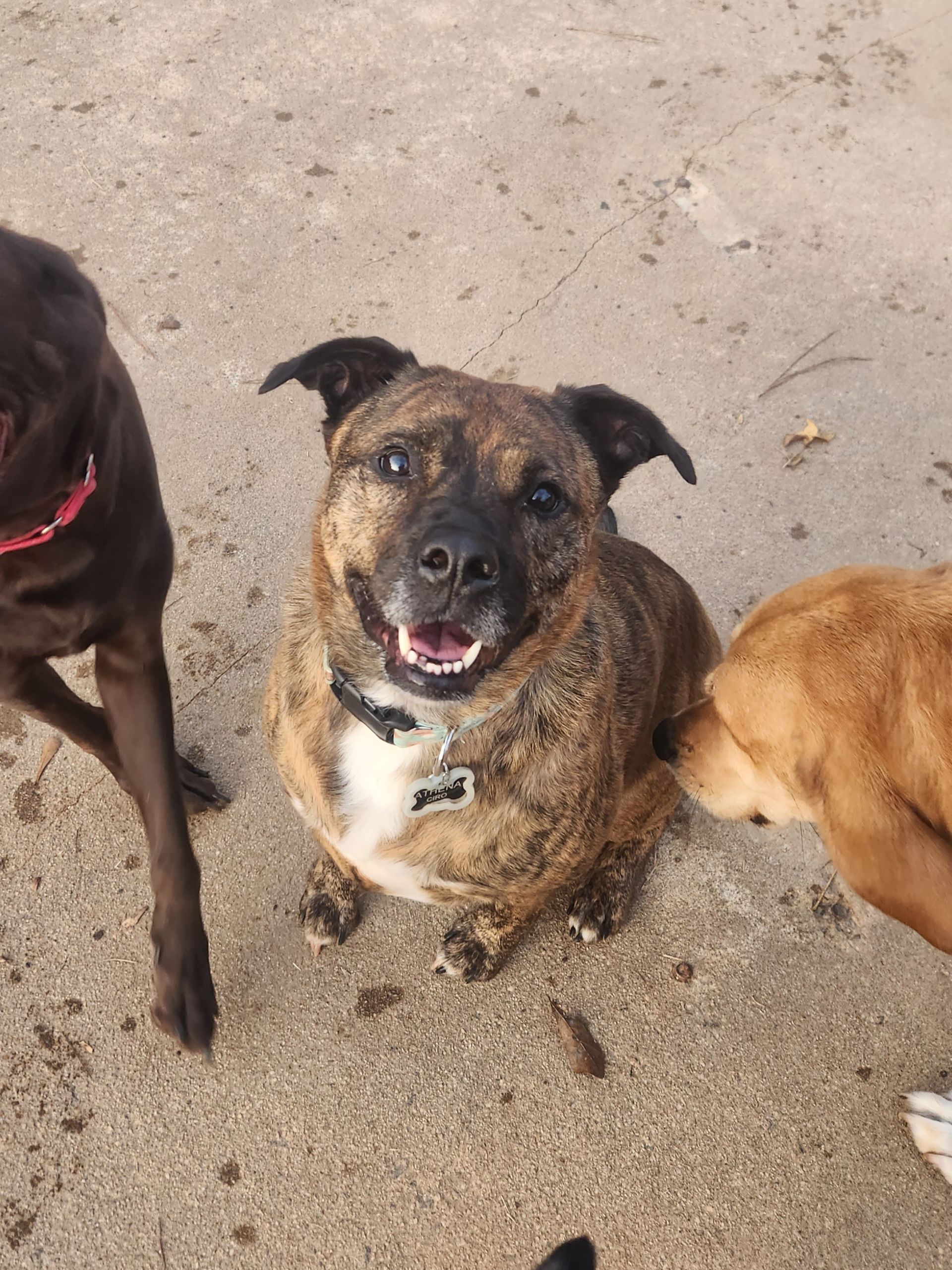 Three dogs on a sandy surface, with a brindle dog centered looking up and panting