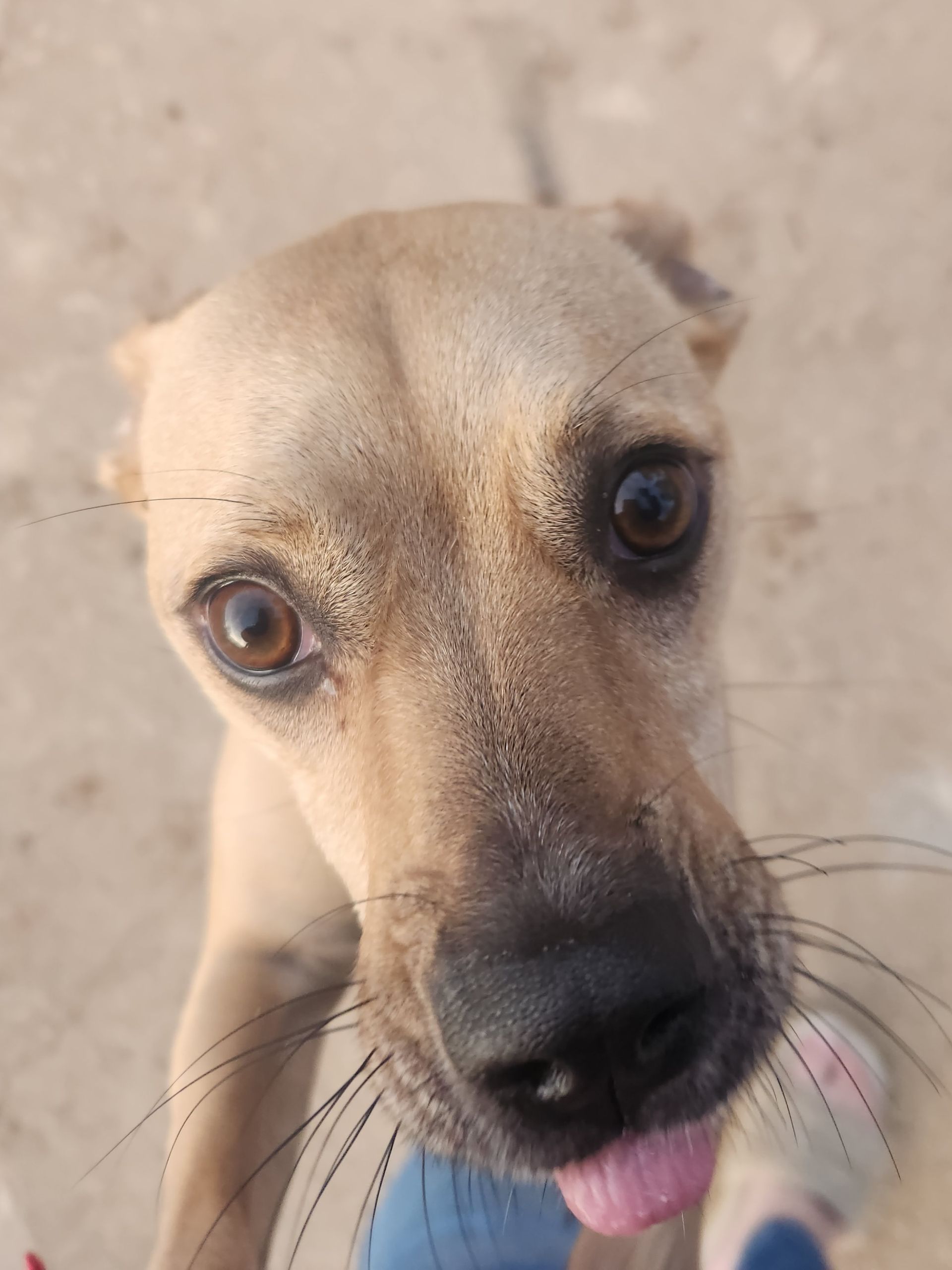 Close-up of a tan dog with wide eyes and its tongue out against a sandy background