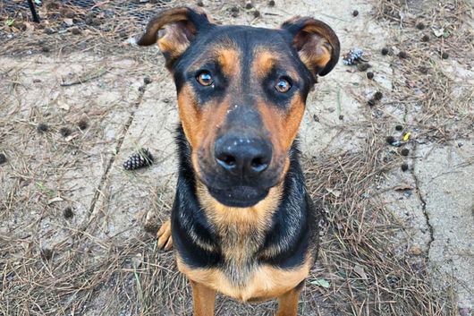 Black and tan dog looking up on a dirt path, with ears perked and alert expression