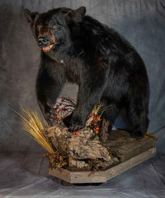 Taxidermy black bear