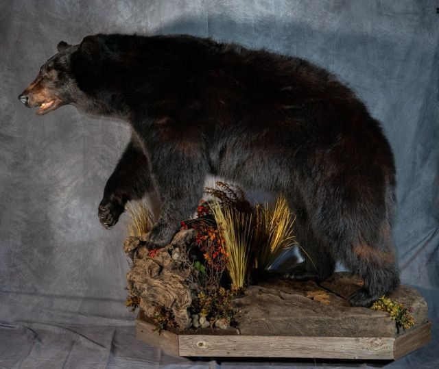 Taxidermy black bear
