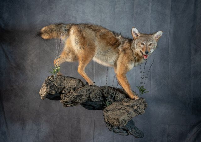 Taxidermy coyote