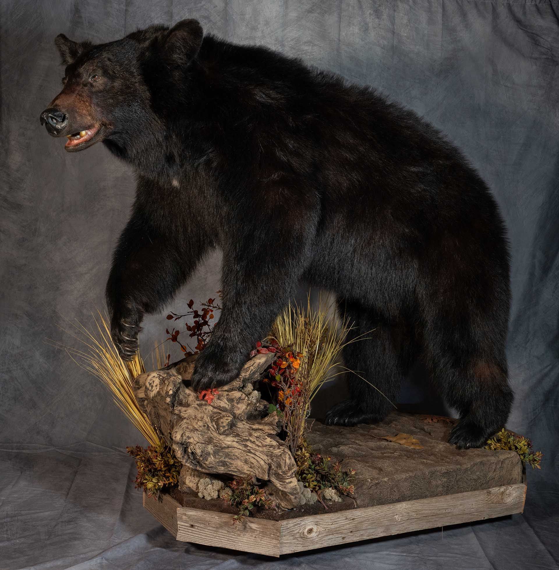 A preserved black bear is placed on a custom mount