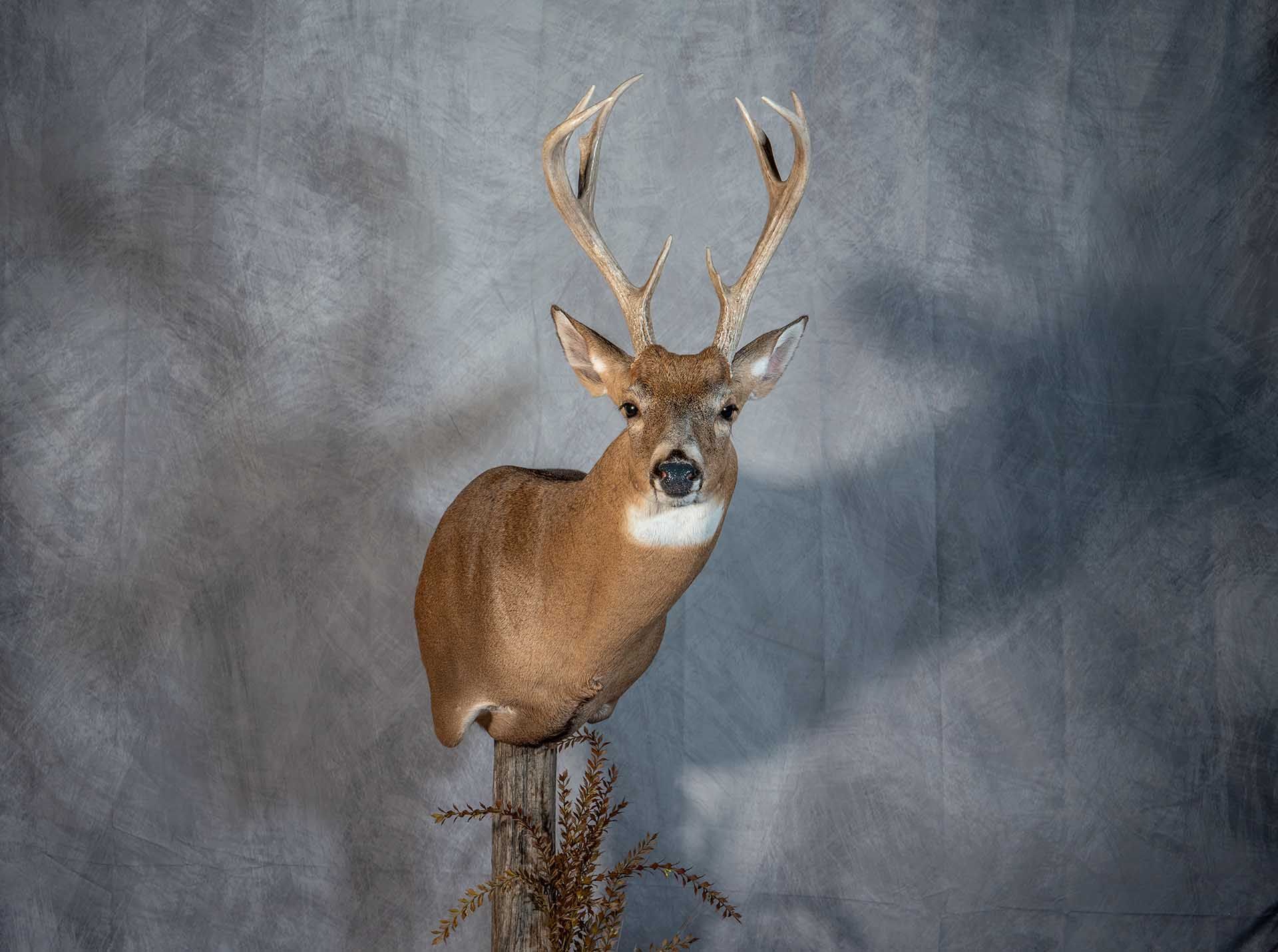 A stuffed deer is mounted on a tree branch.