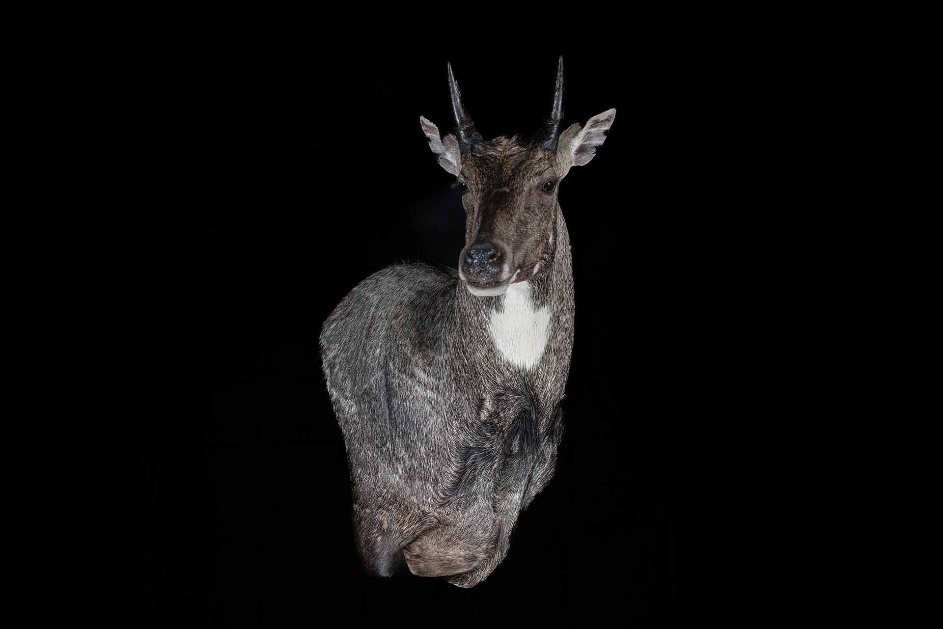 Taxidermy photo 001