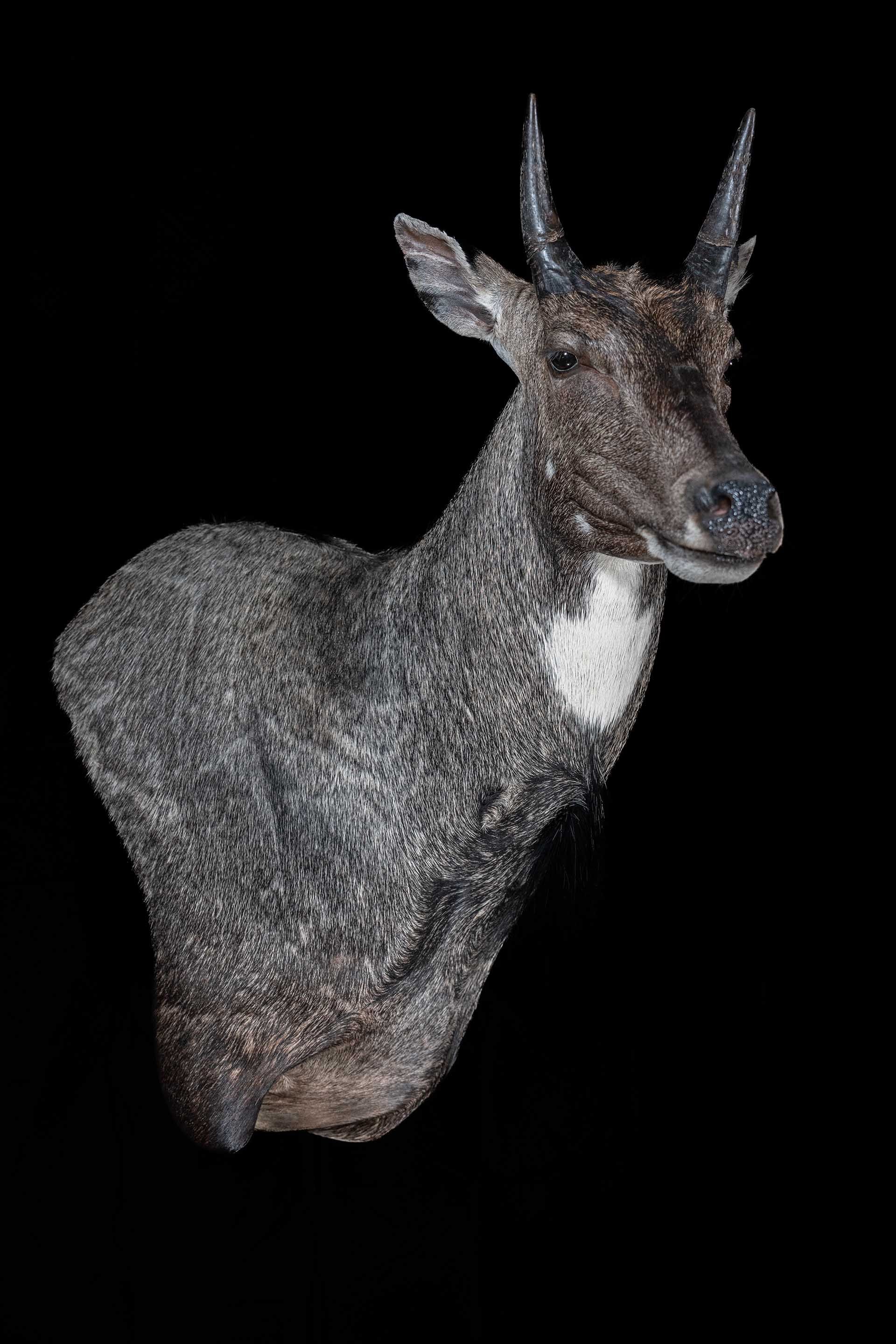 Taxidermy photo 002