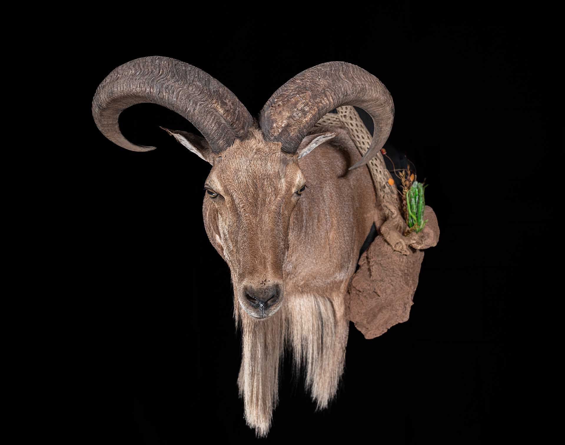 Taxidermy photo 003