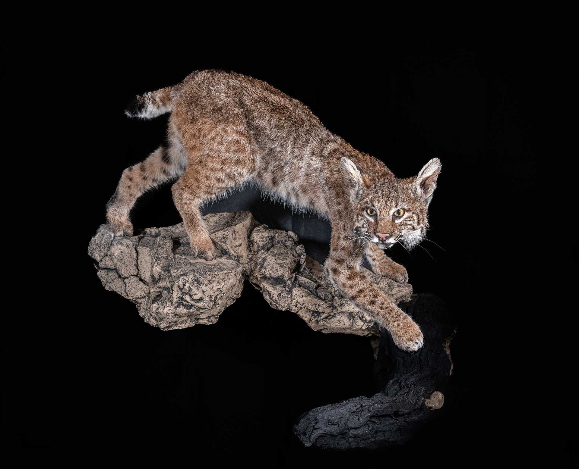 Hunters Link Outdoors - taxidermy photo 05