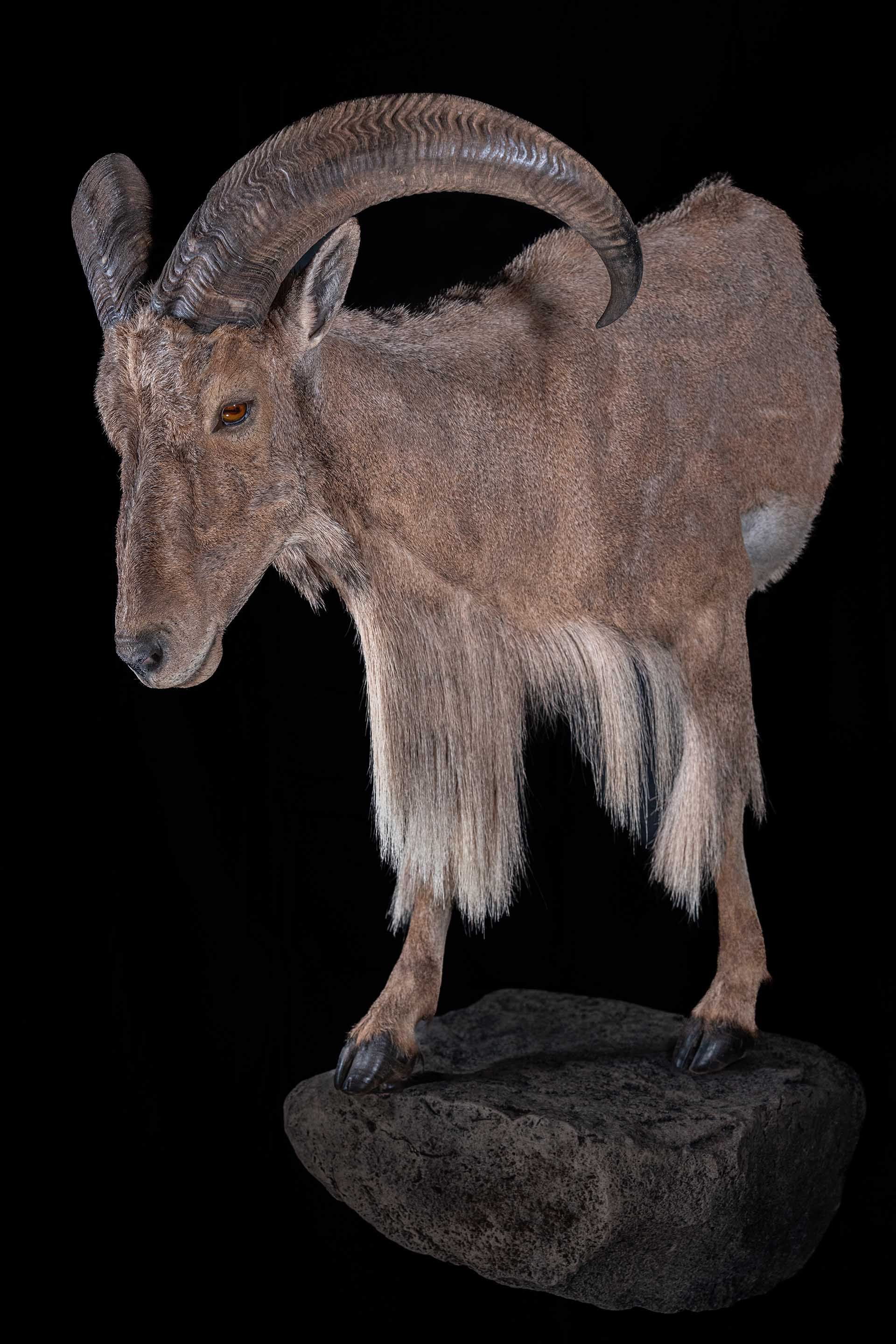 Taxidermy photo 009