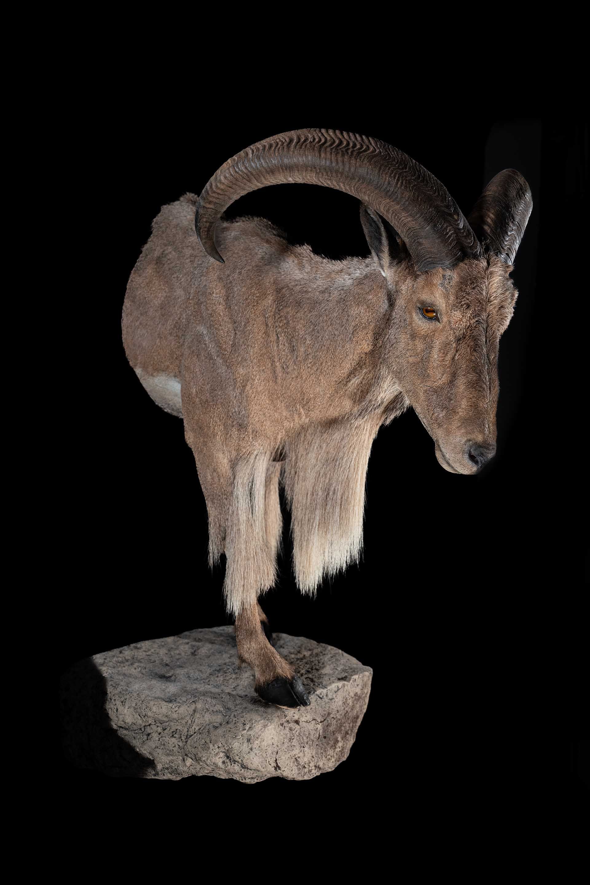 Taxidermy photo 010