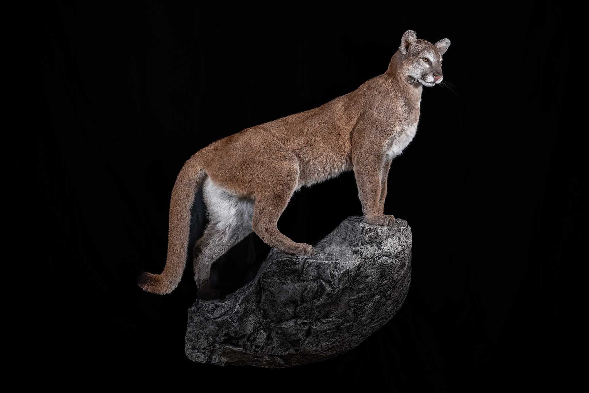 Taxidermy photo 013