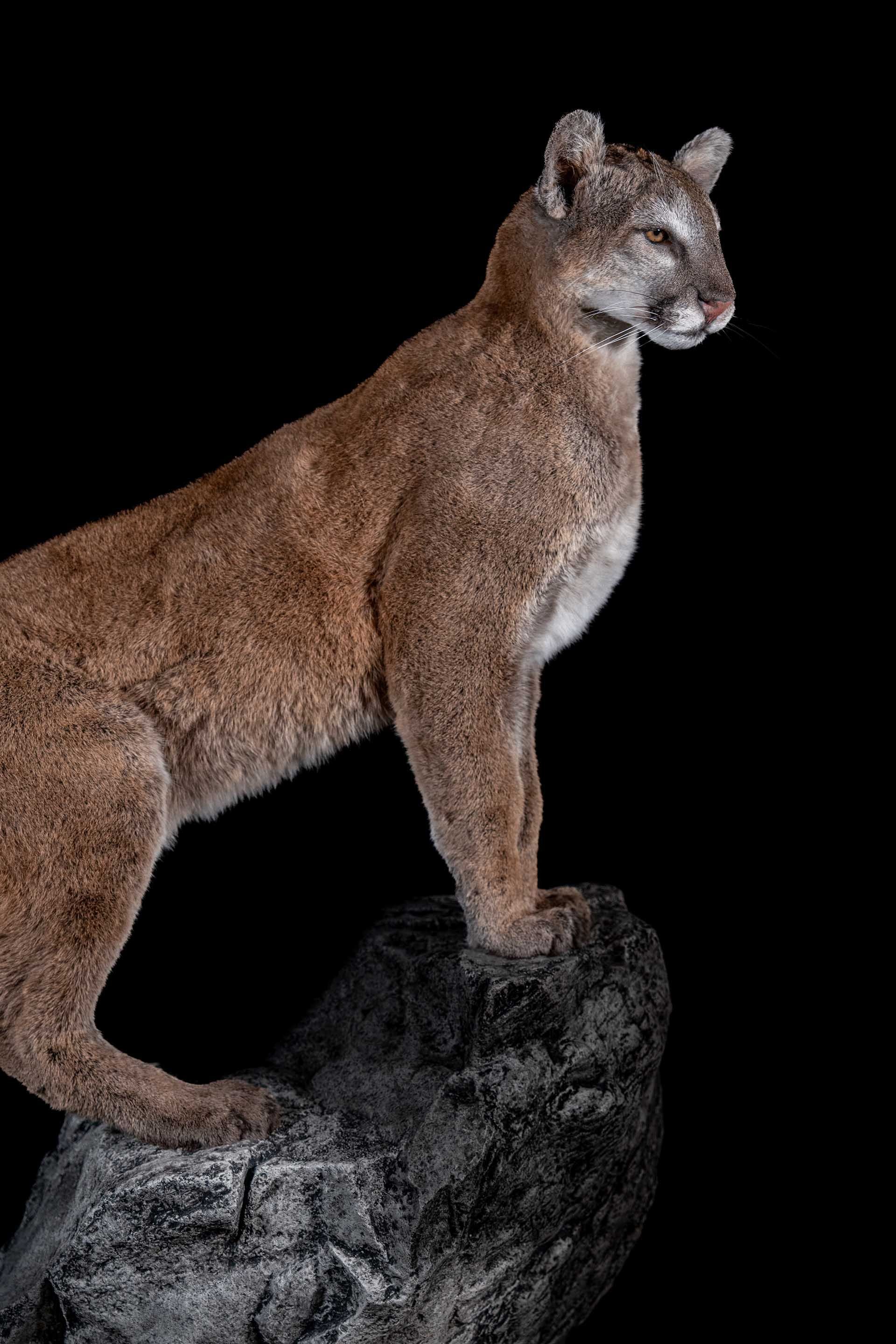 Taxidermy photo 014