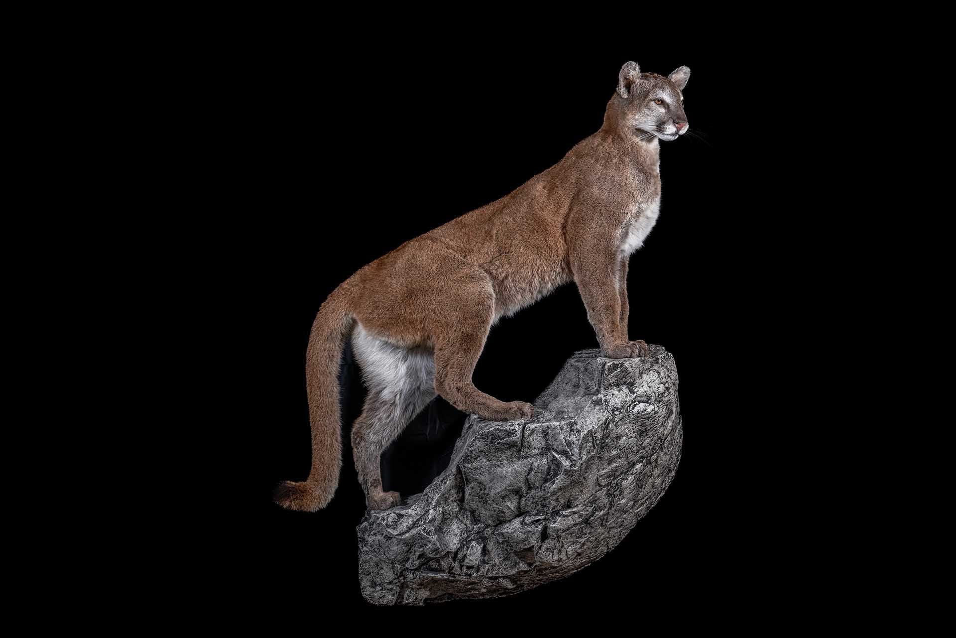 Taxidermy photo 015
