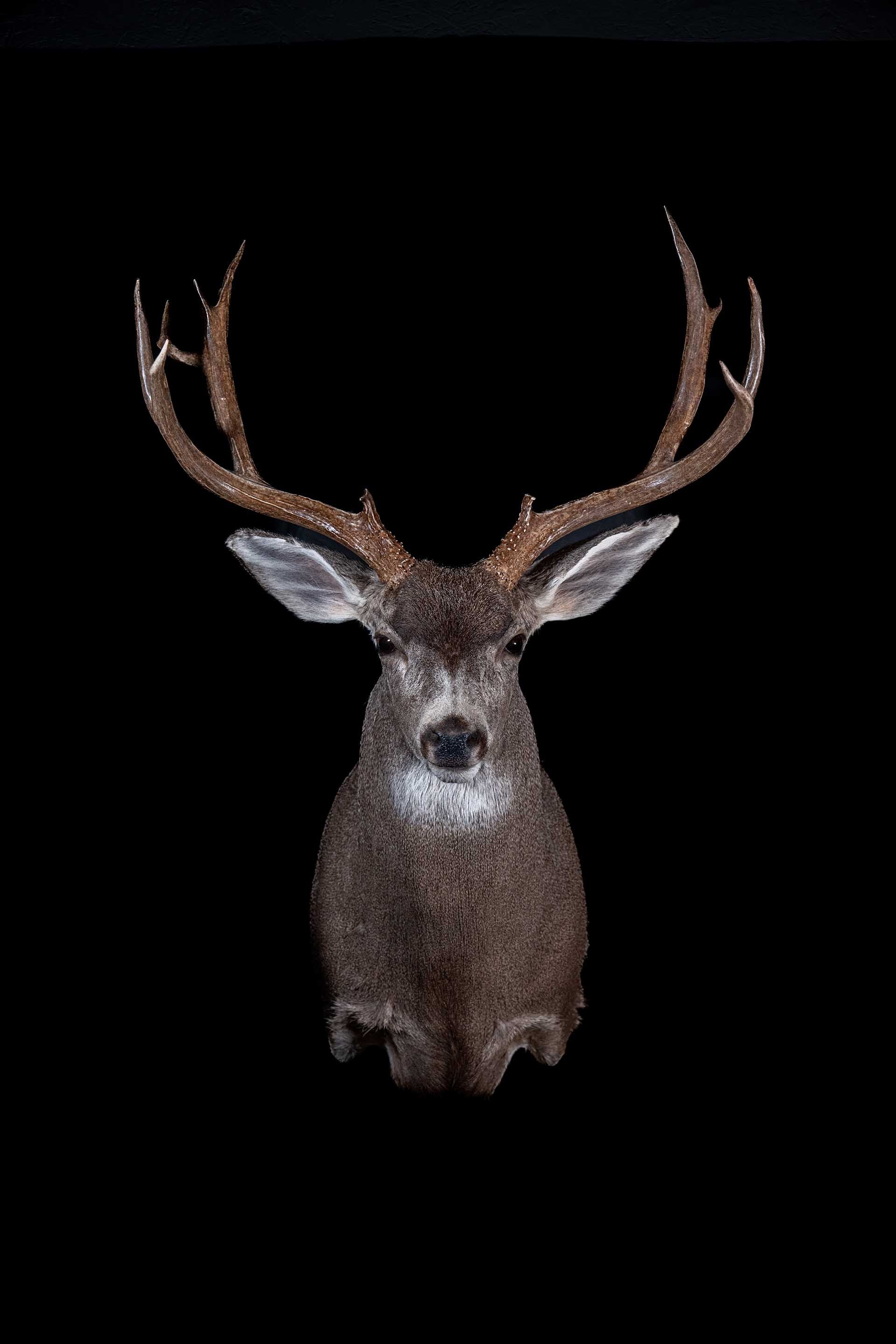 Taxidermy photo 019