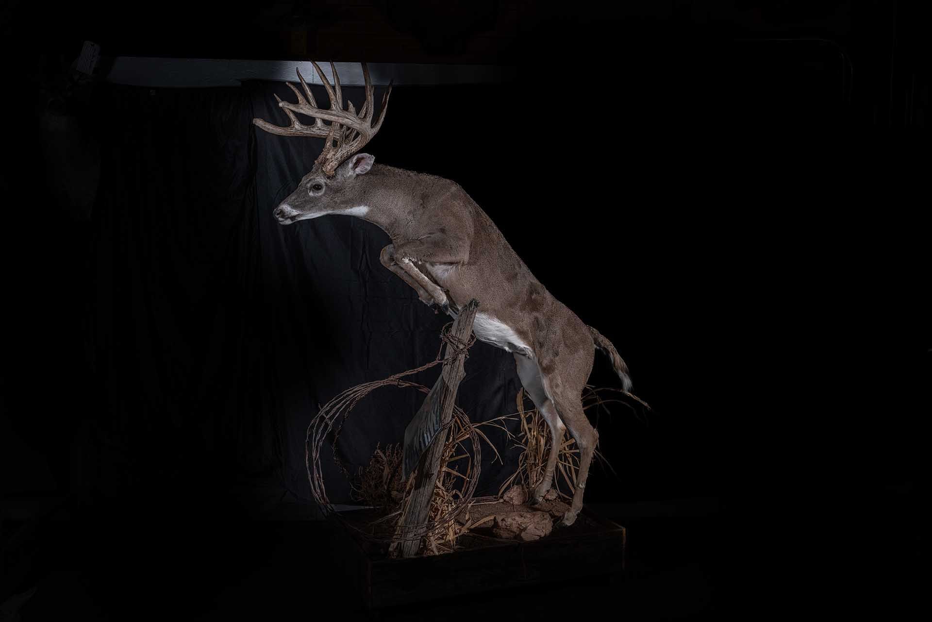 Taxidermy photo 021