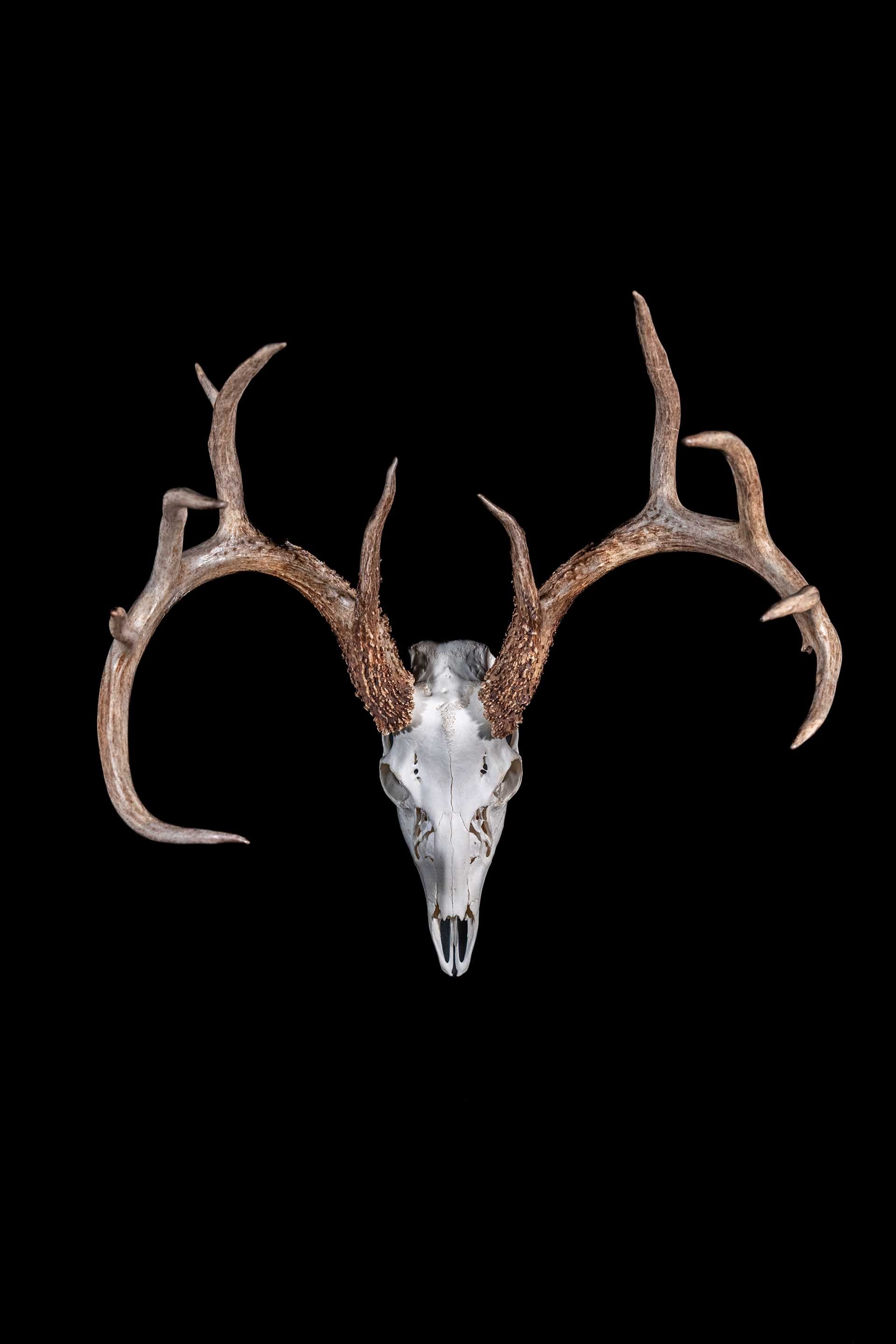 Hunters Link Outdoors - taxidermy photo 09