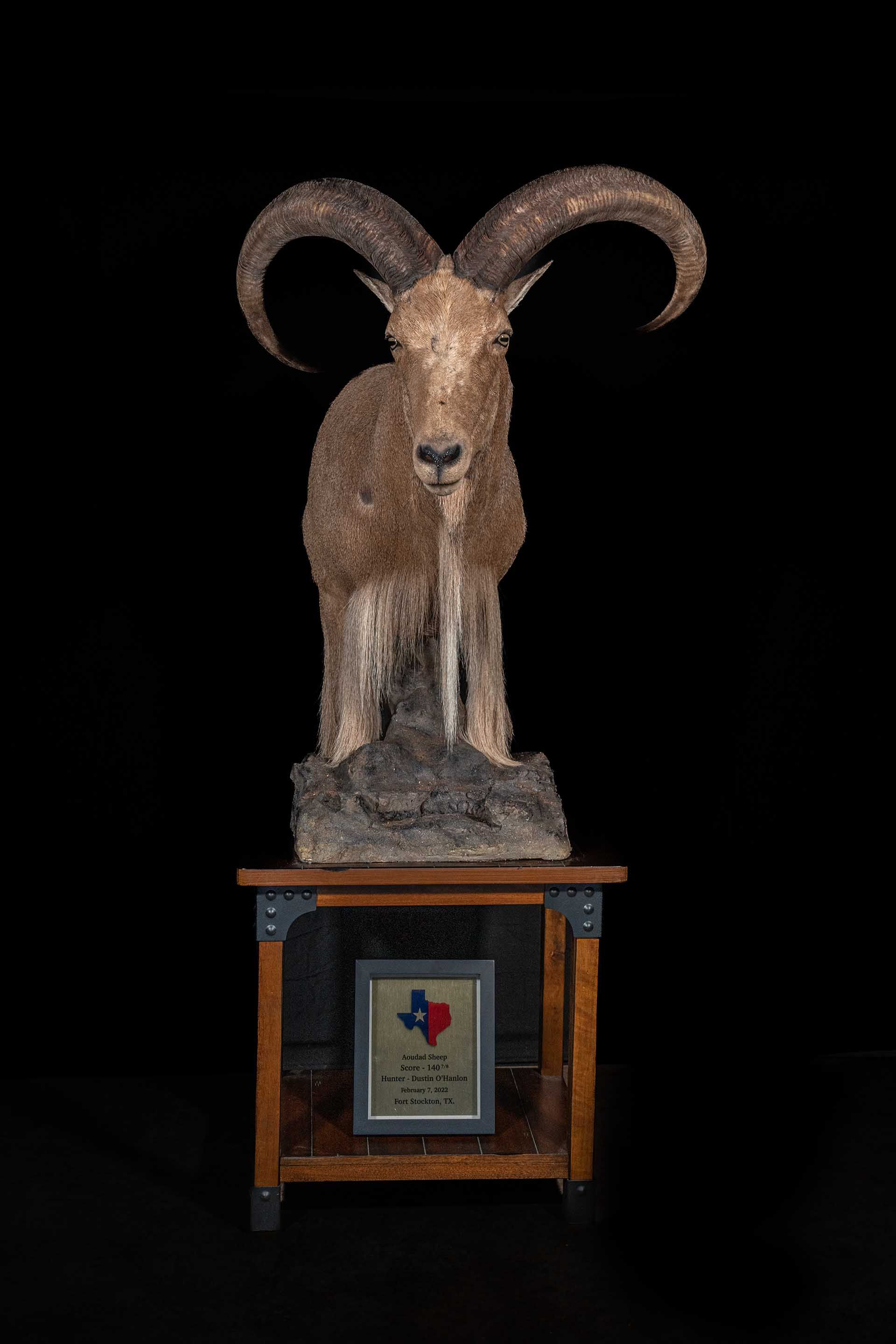 Taxidermy photo 026