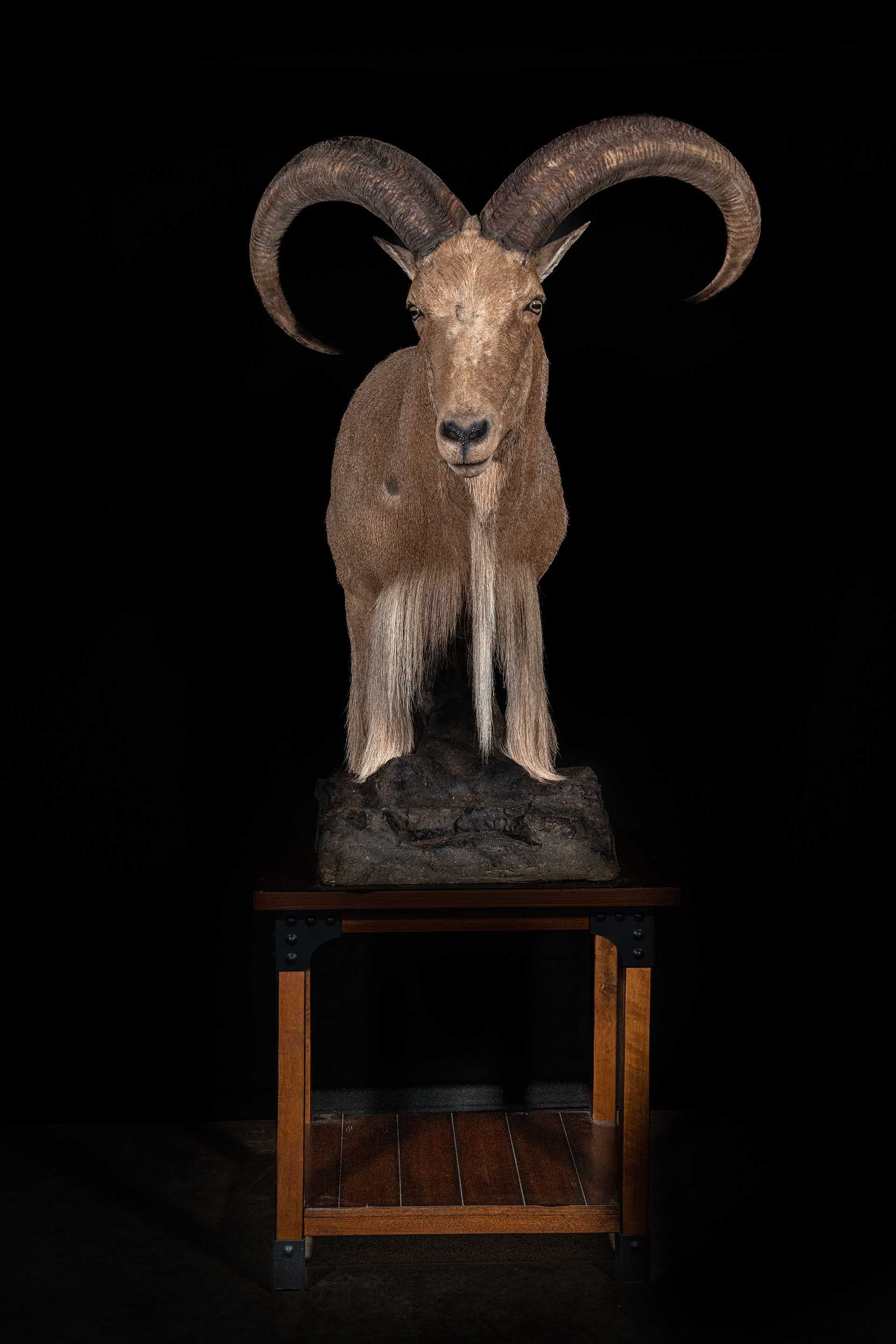 Taxidermy photo 027