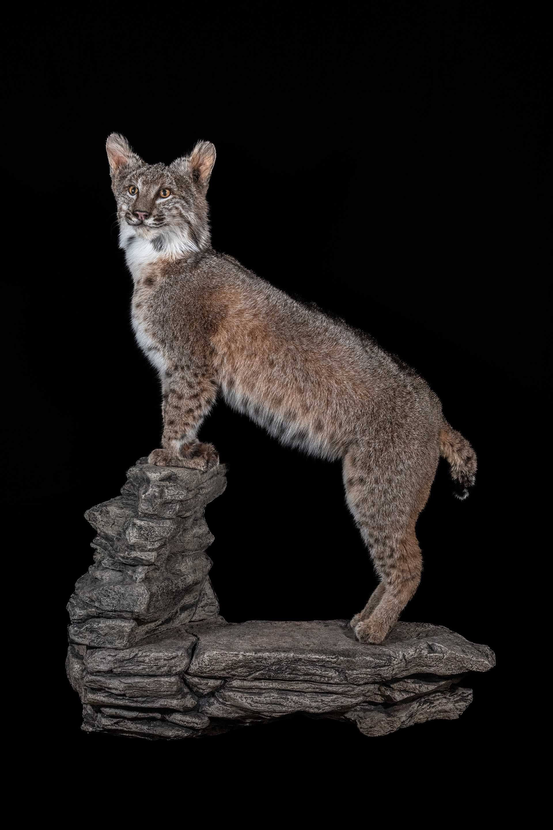 Taxidermy photo 029