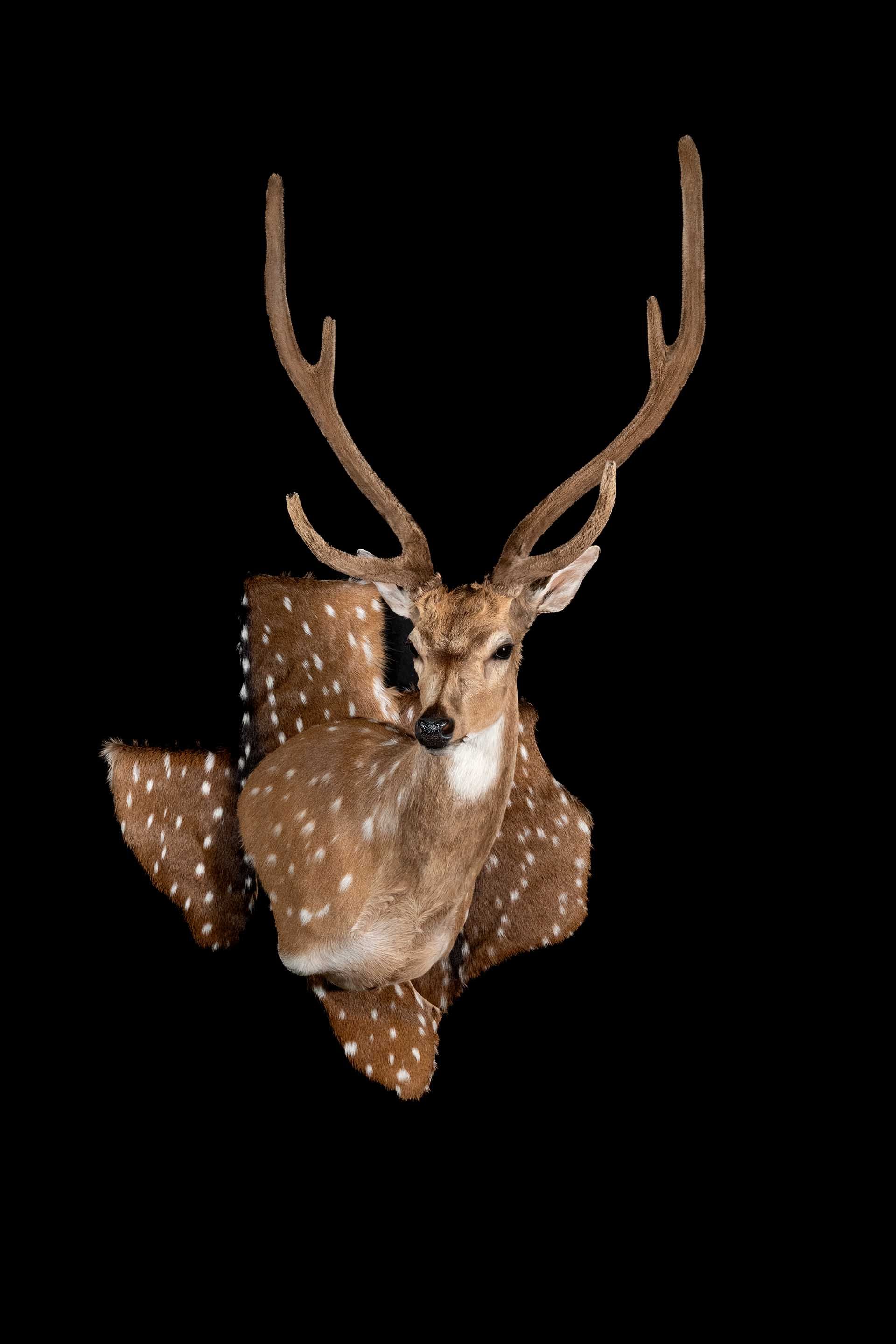 Taxidermy photo 033