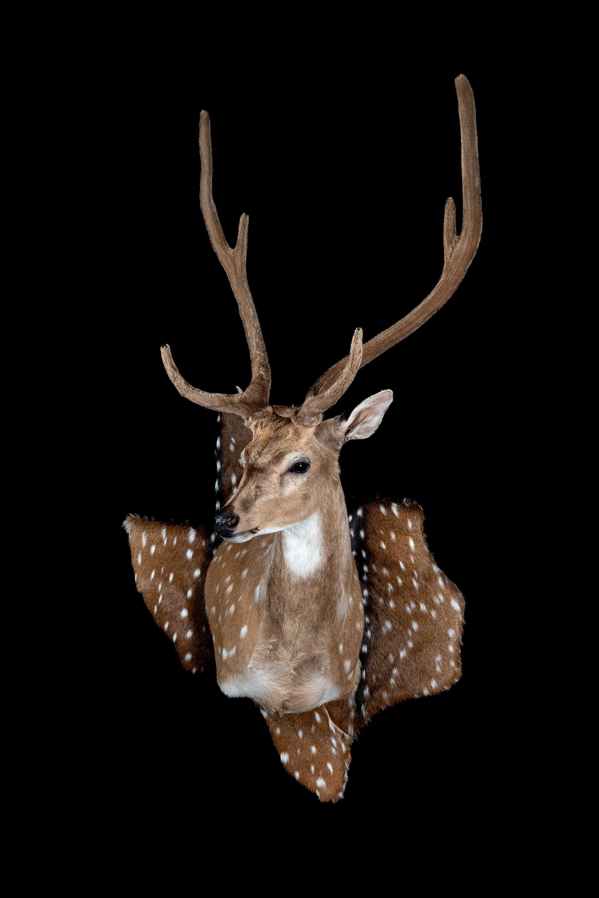 Taxidermy photo 034