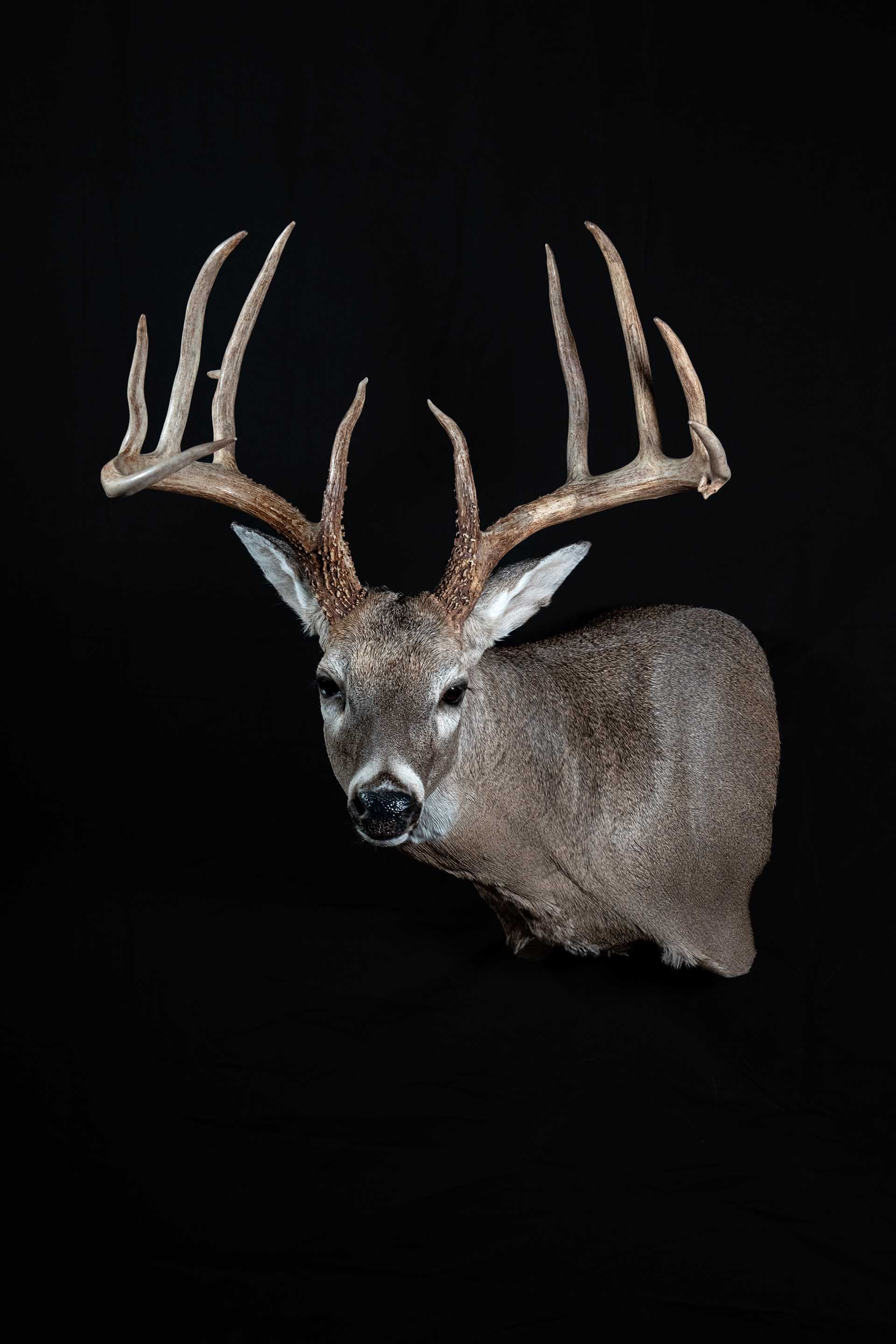 Taxidermy photo 036