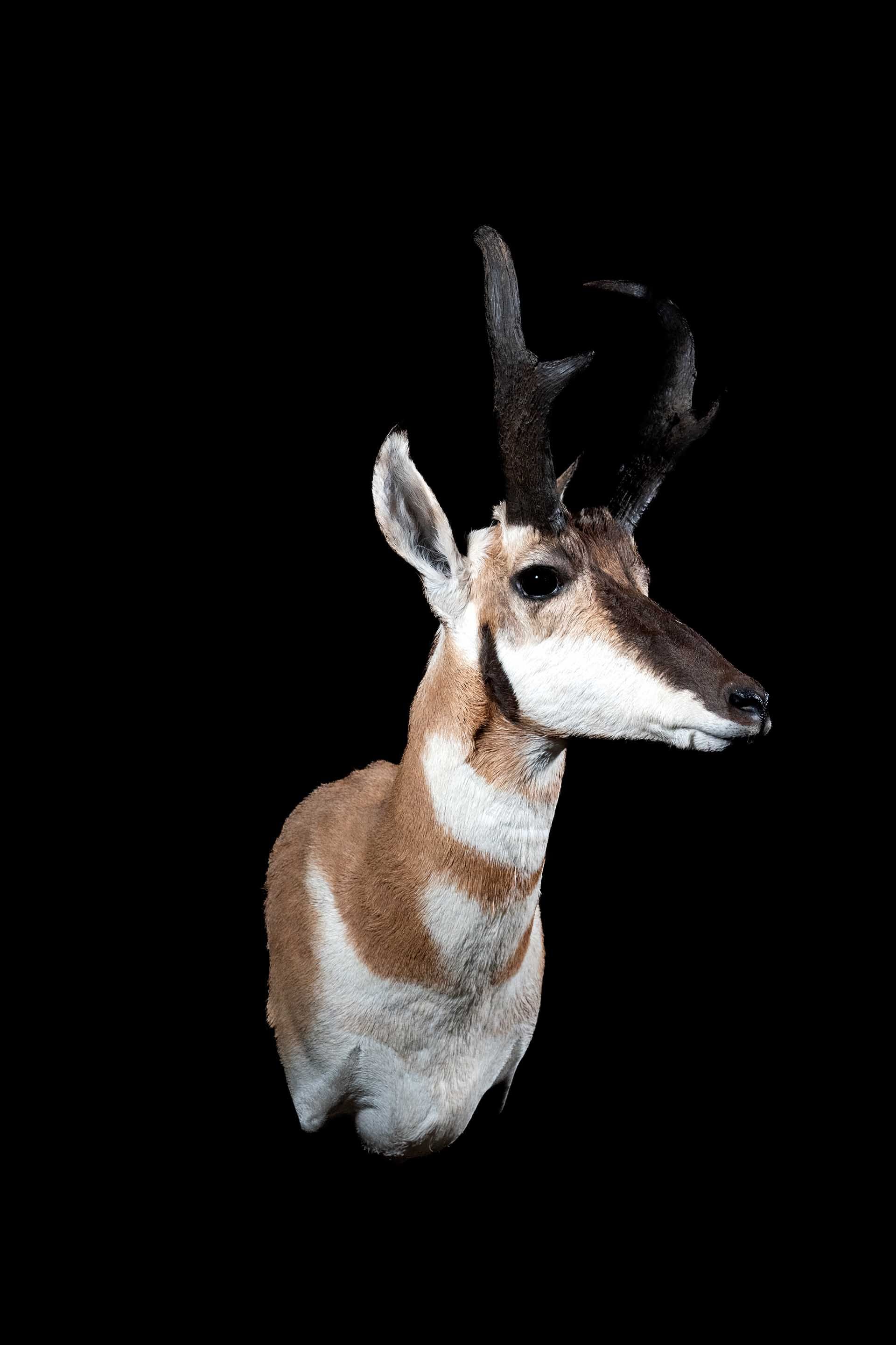 Taxidermy photo 037