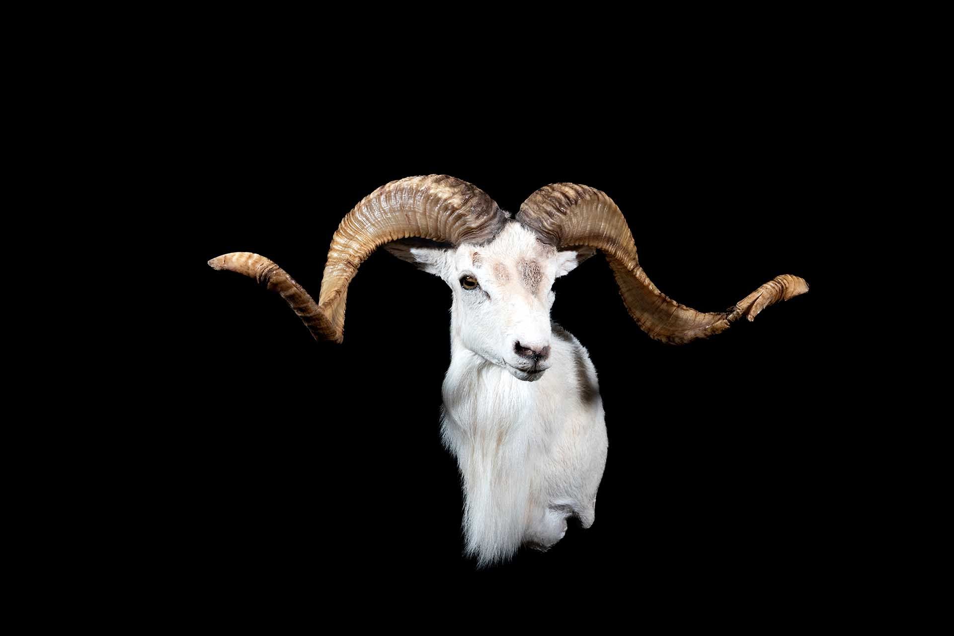 Hunters Link Outdoors - taxidermy photo 07