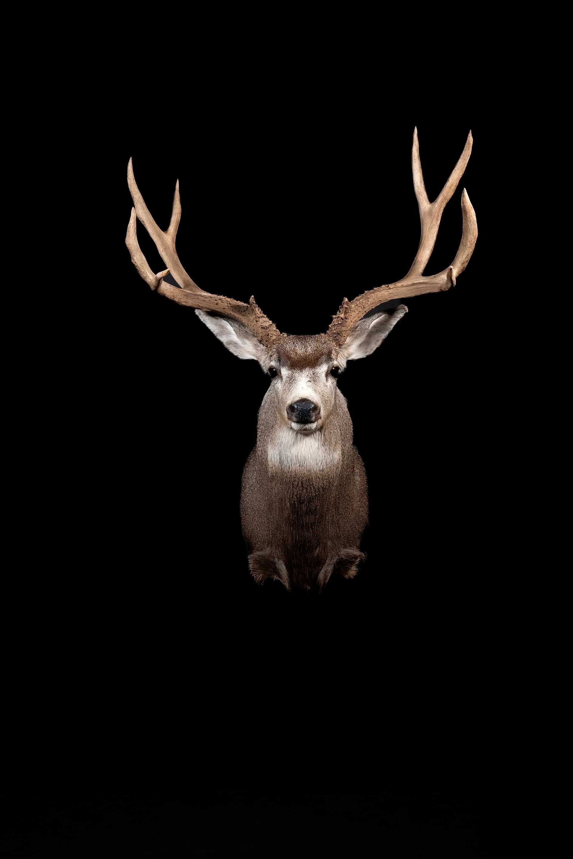 Taxidermy photo 040
