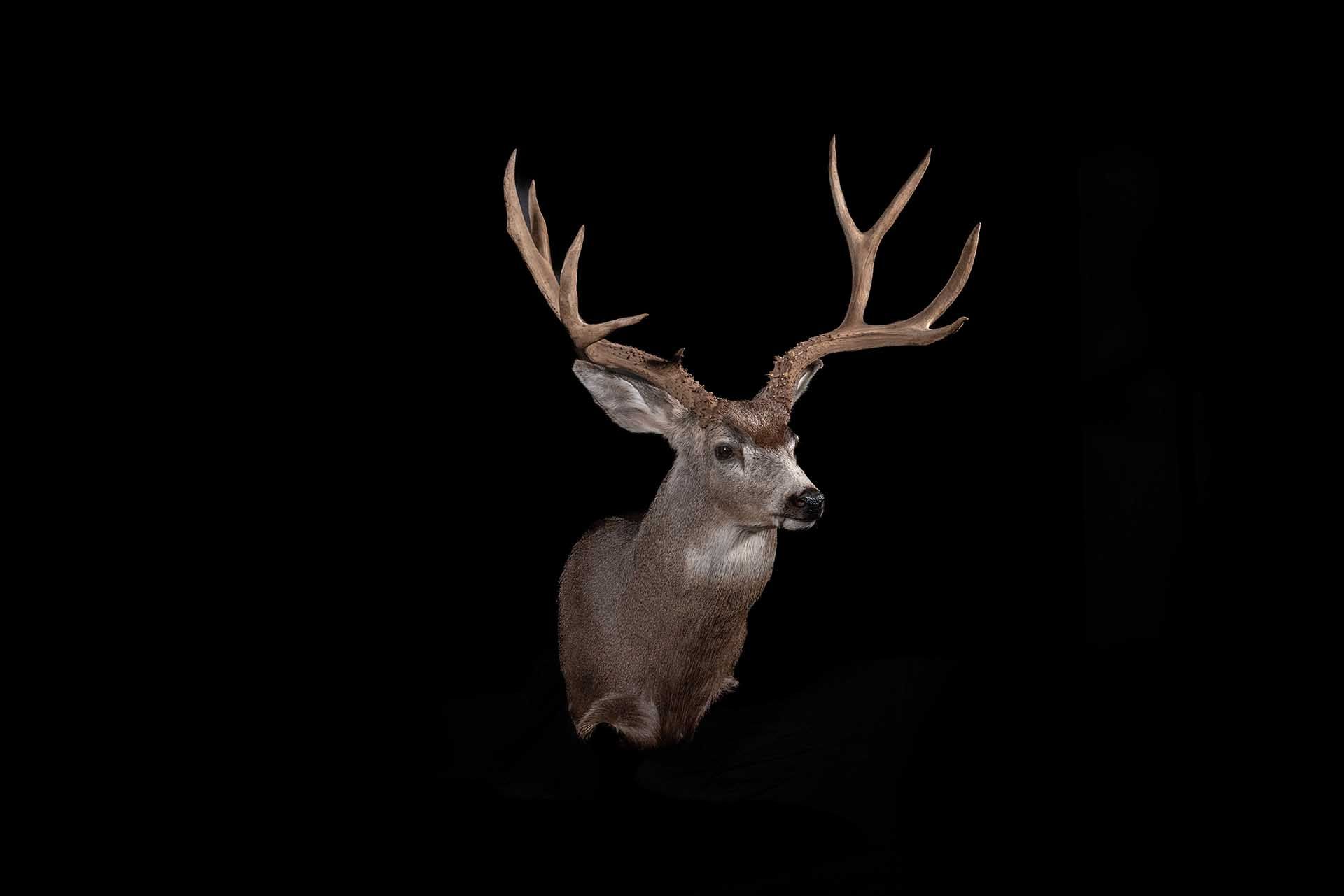 Taxidermy photo 041