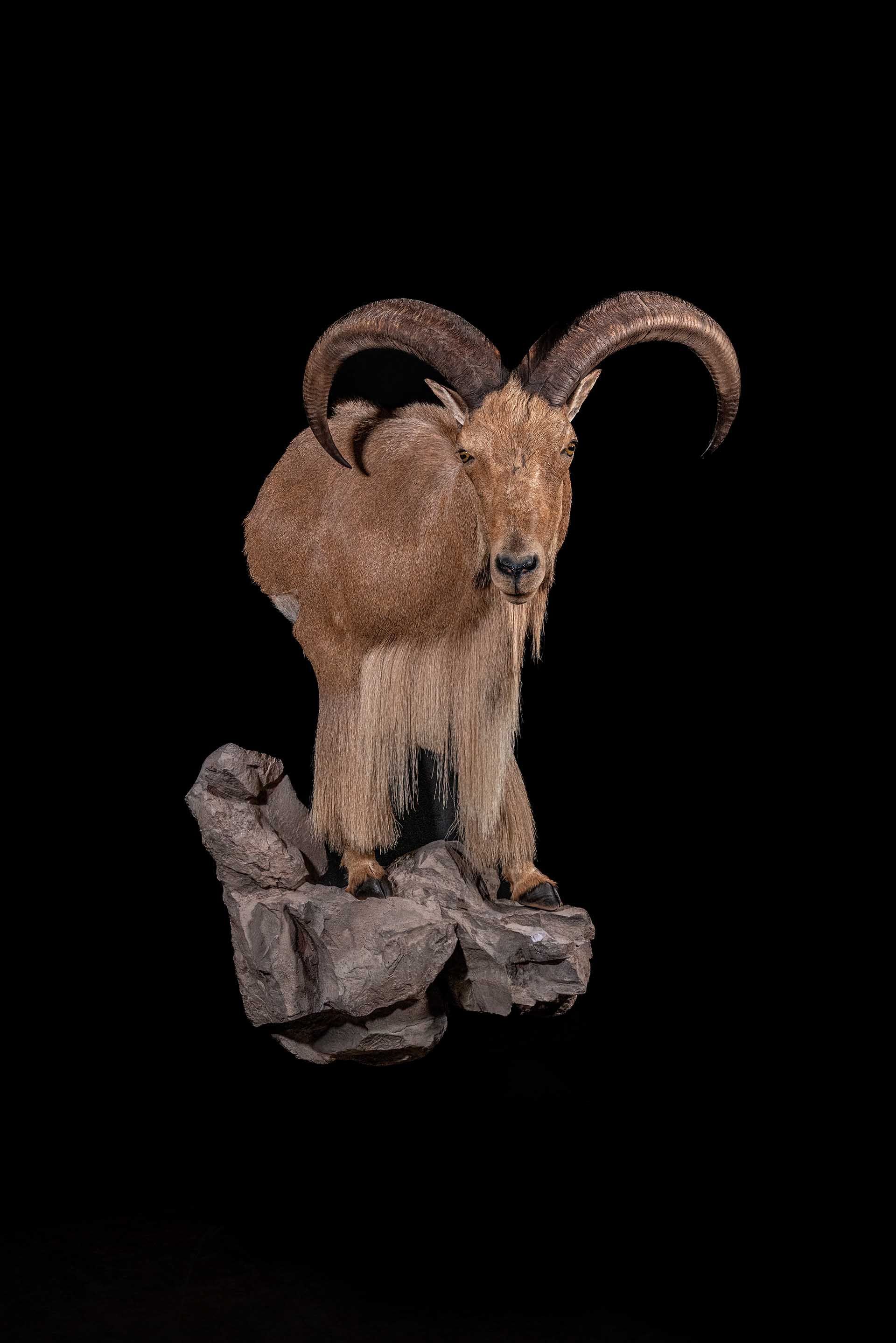 Hunters Link Outdoors - taxidermy photo 03