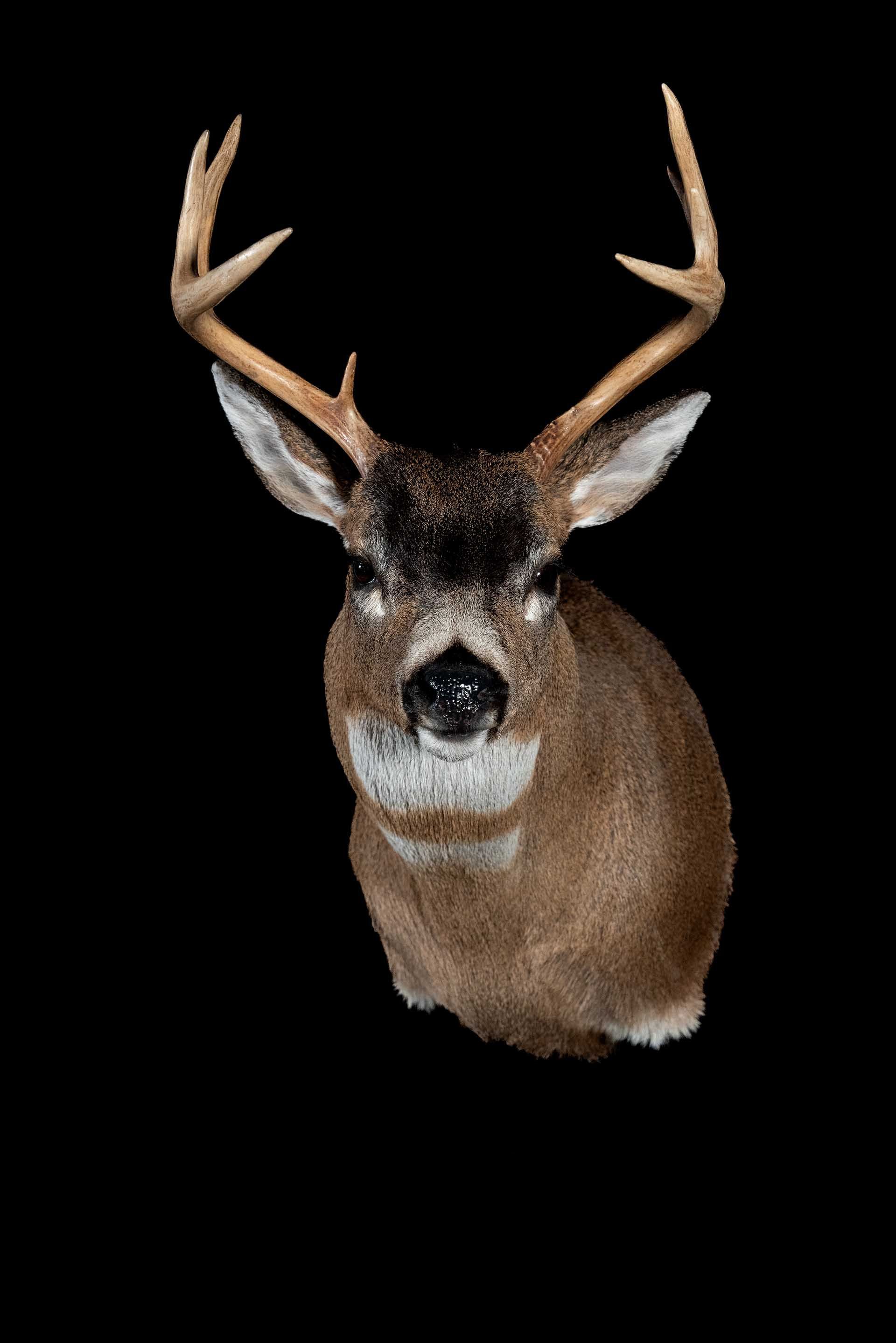 Taxidermy photo 046